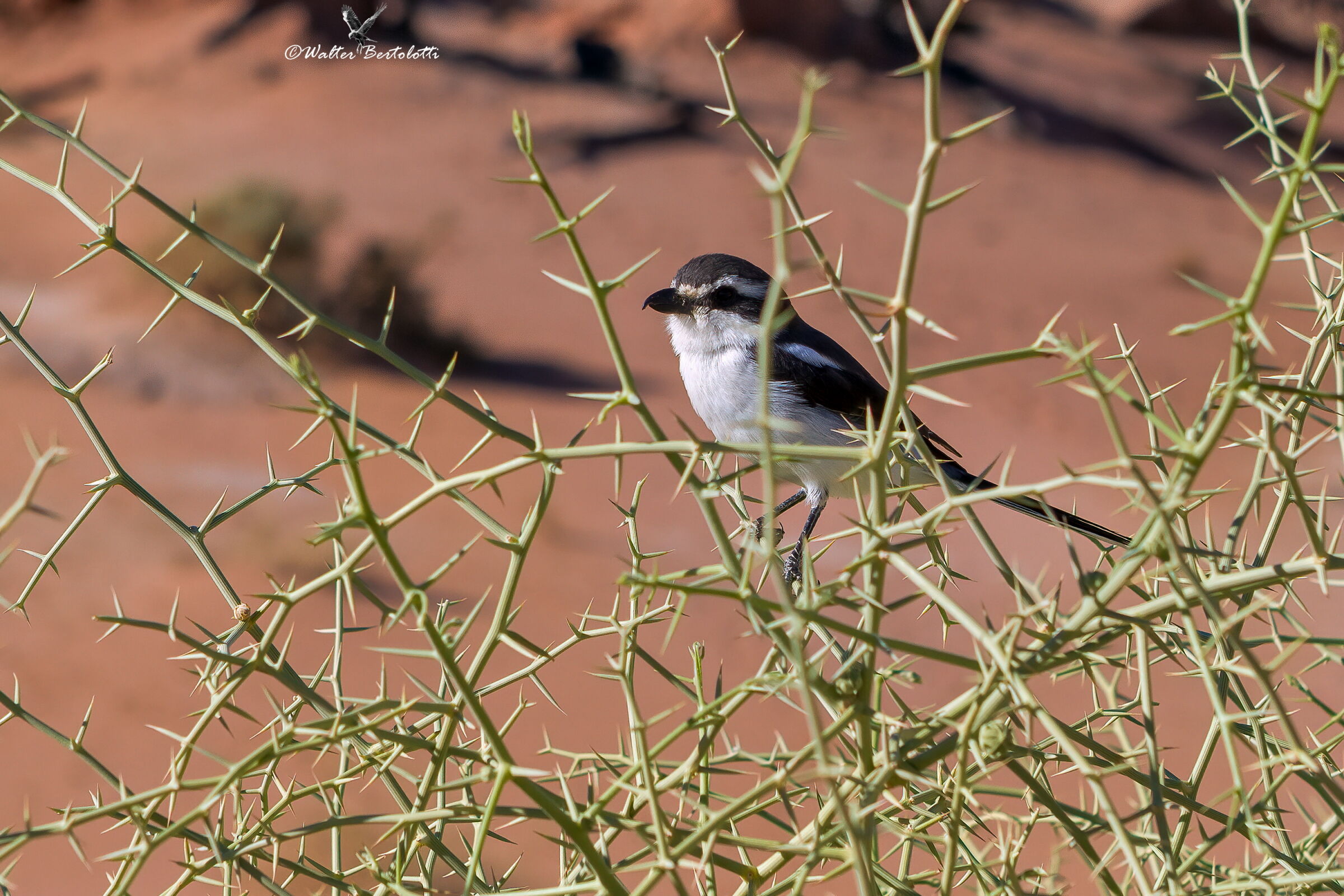 Lanius collaris aridicolus