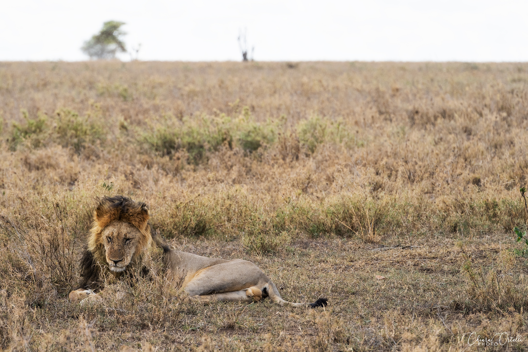Lion of the Serengeti