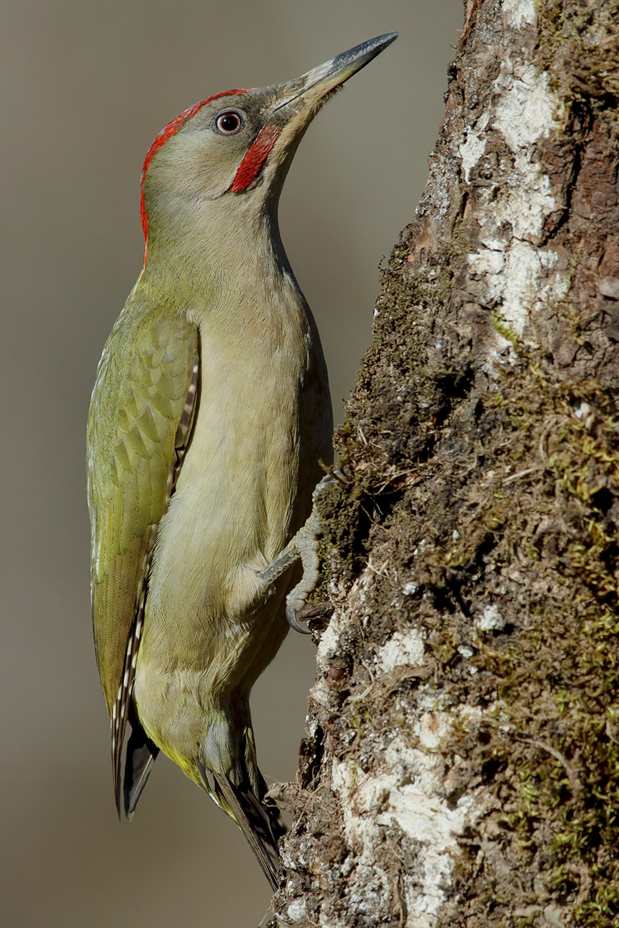 sharpei green woodpecker