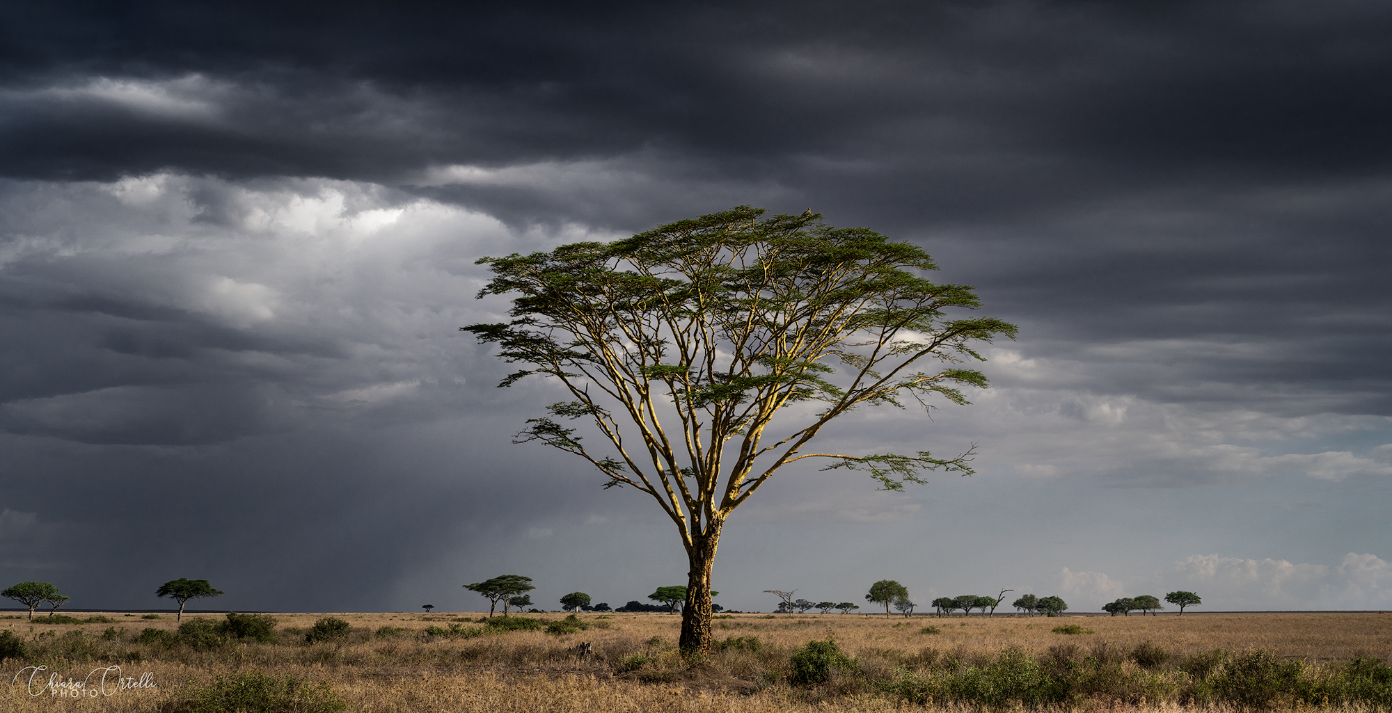Lights and shadows in the savannah