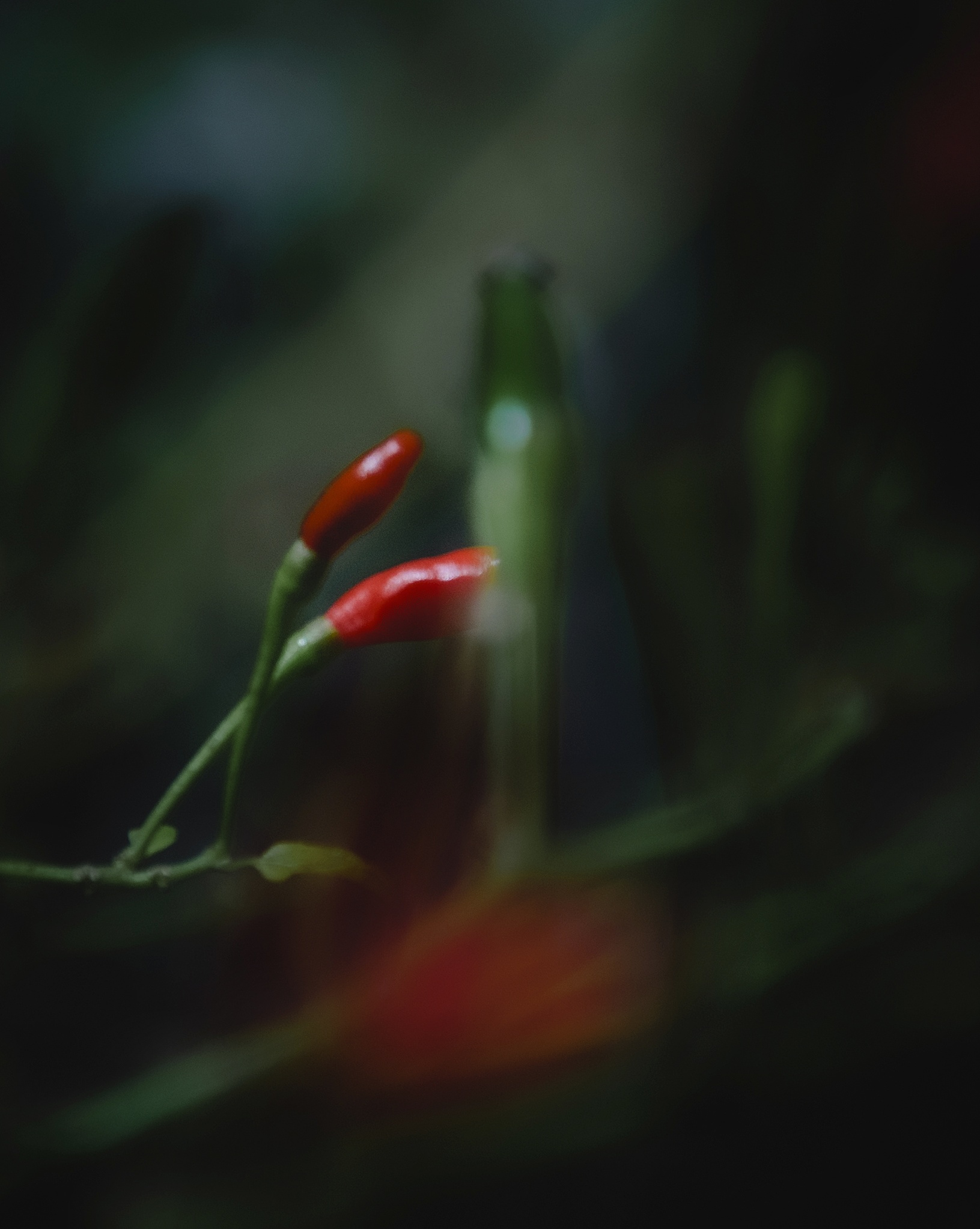 Petit piment