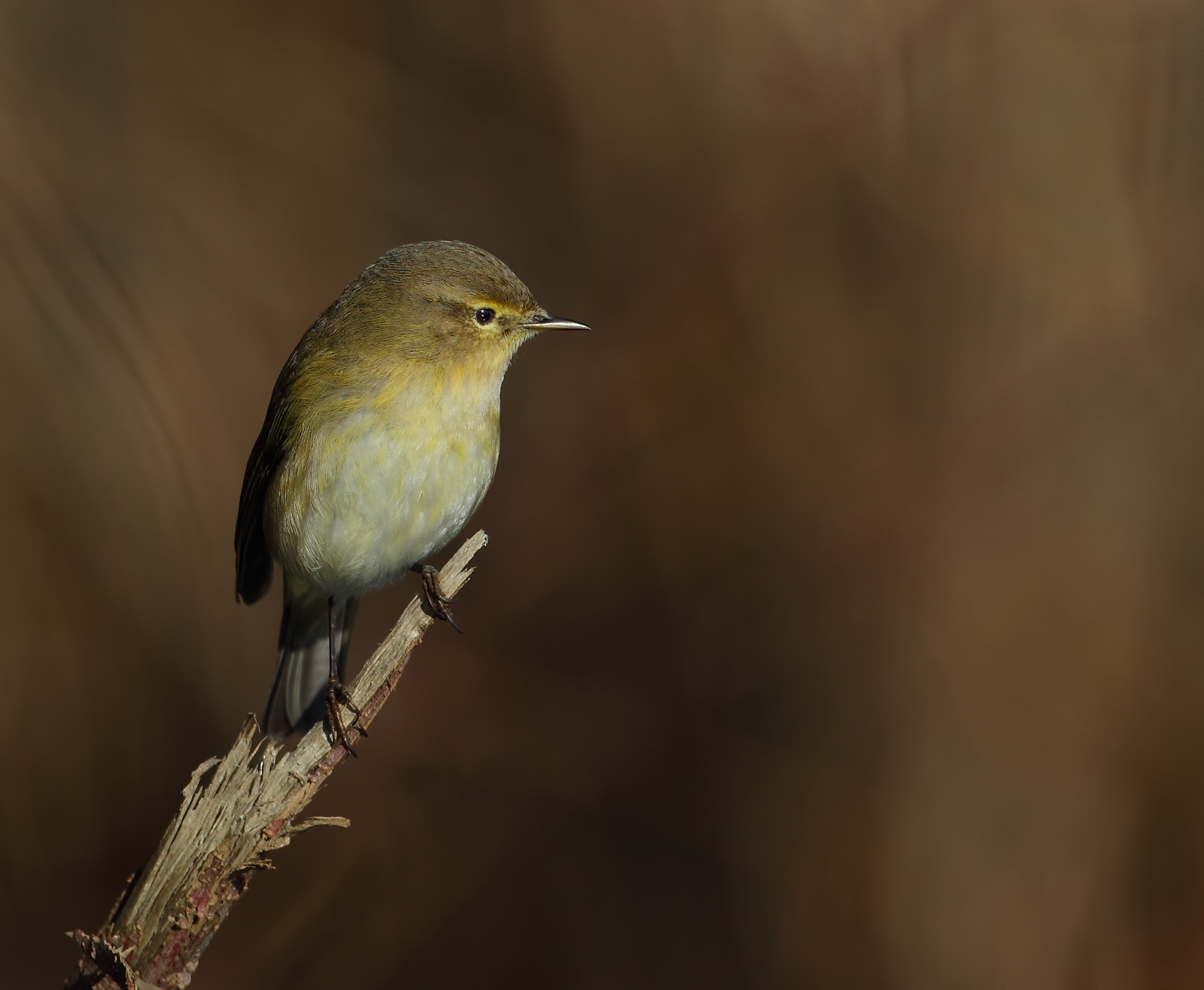 Bokeh ( luì piccolo )