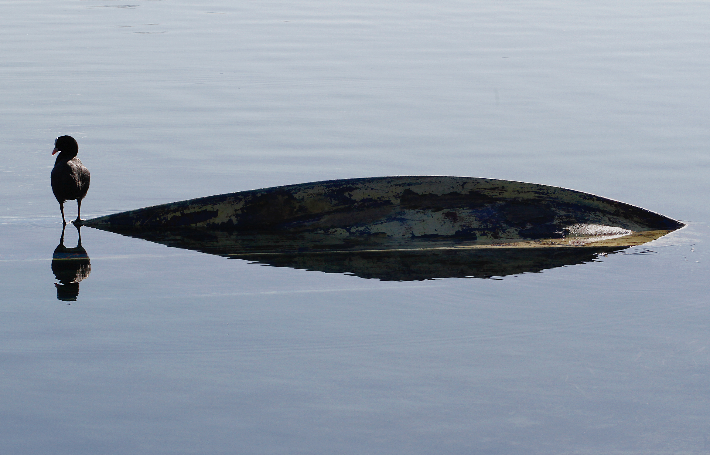 la barca affonda e fa finta di non vedere