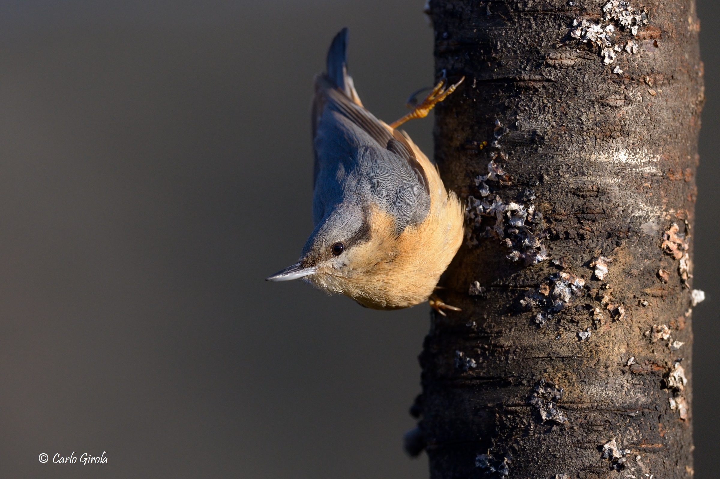 Picchio muratore (Sitta europaea)