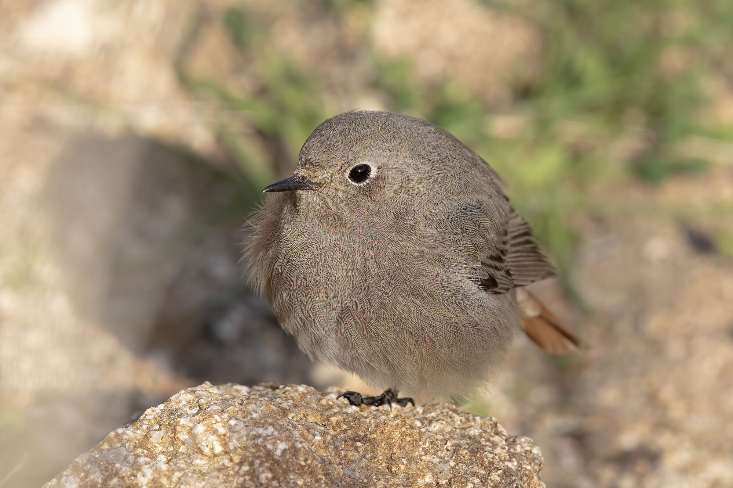 Codirosso Chimney Sweep Female