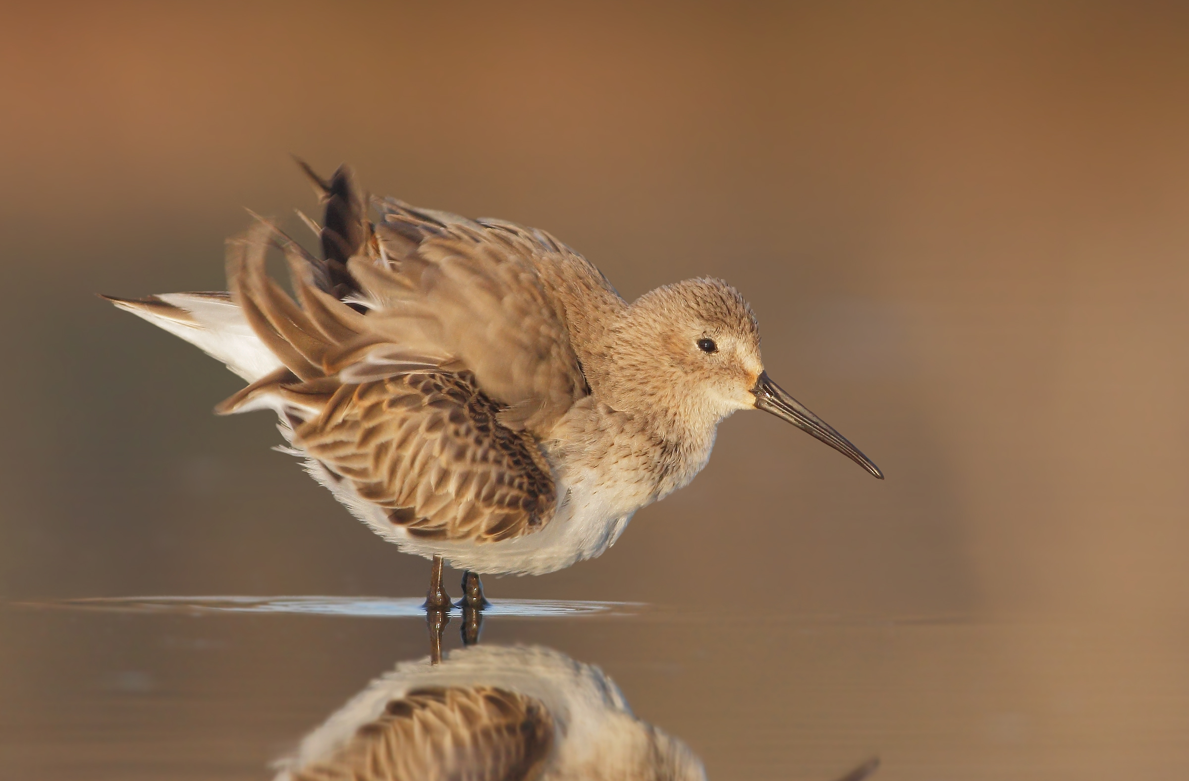 Piovanello pancianera