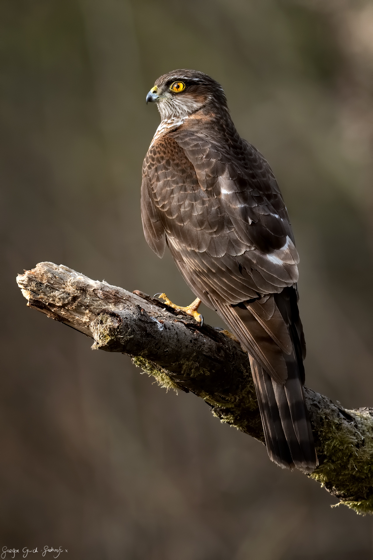 Accipiter nisus