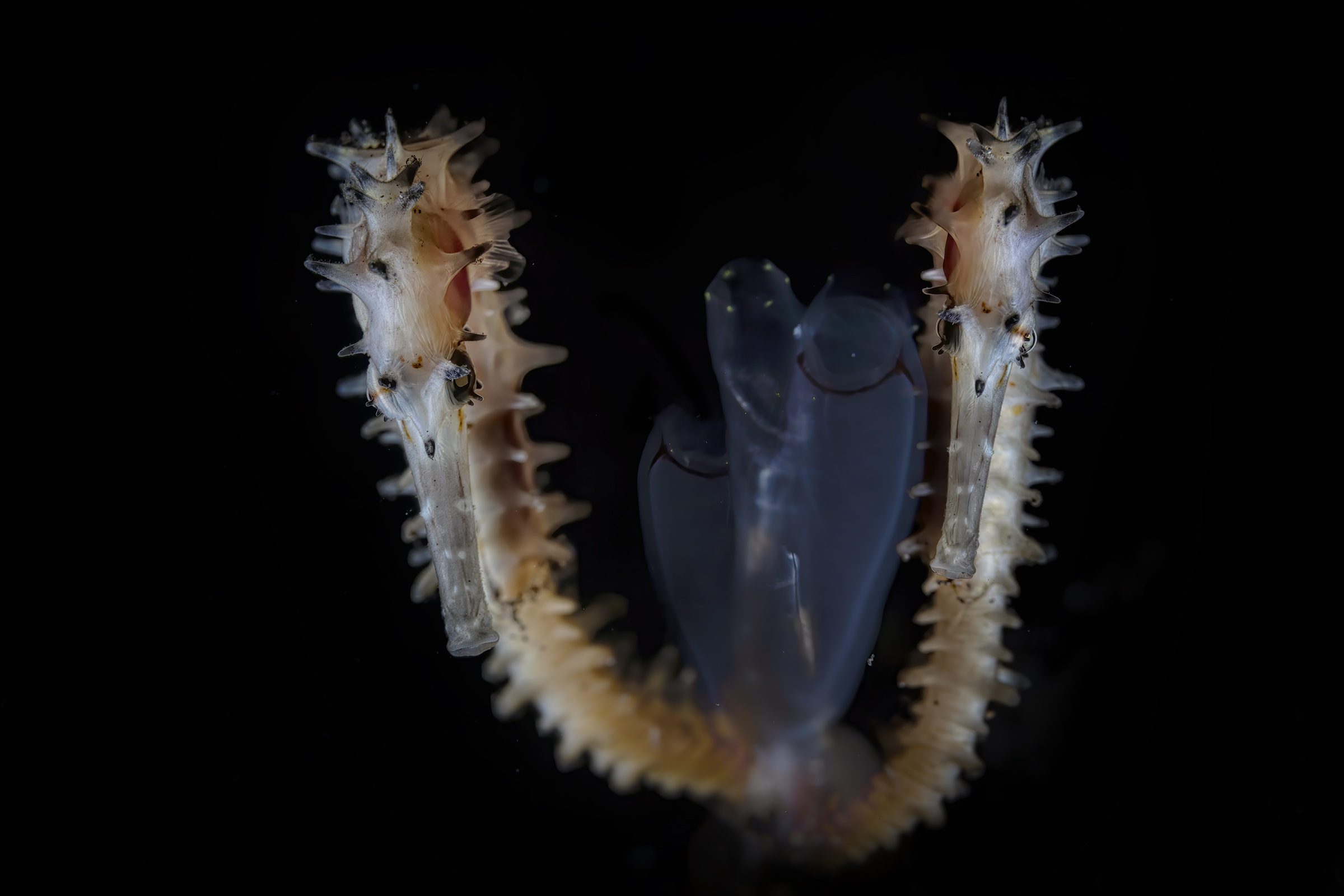 porcupine seahorse  Hyppocampus Hystrix