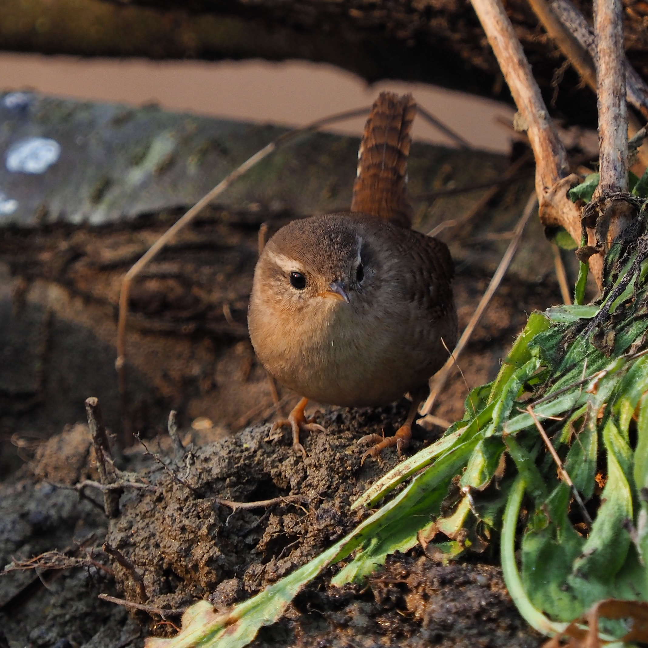 Set Wren