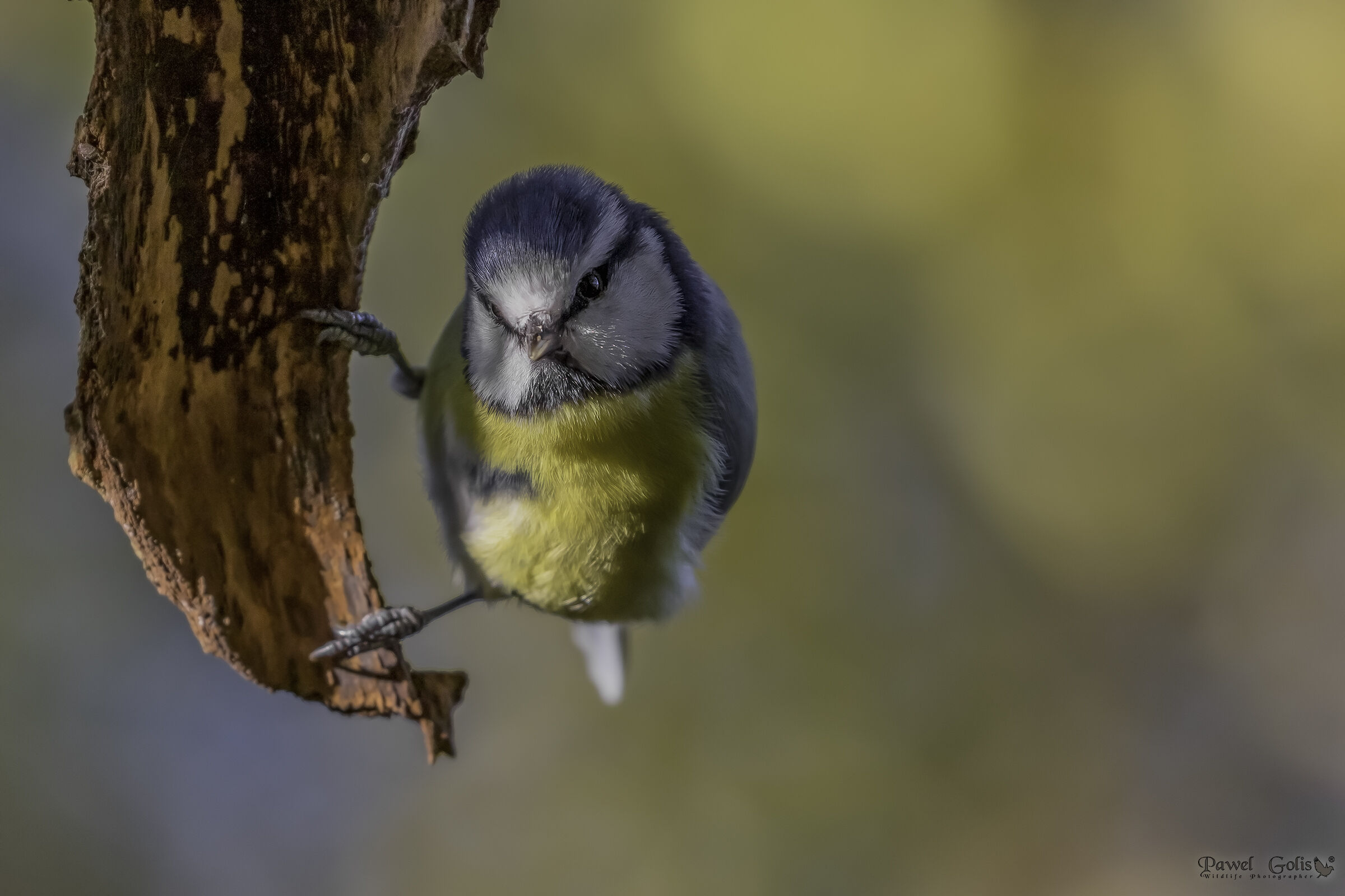 Tit blu eurasiatico (Cianistes caeruleus)
