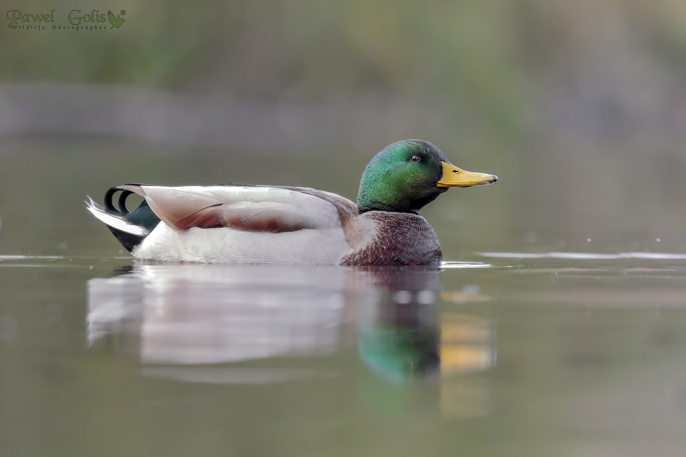 Il germano reale (Anas platyrhynchos)