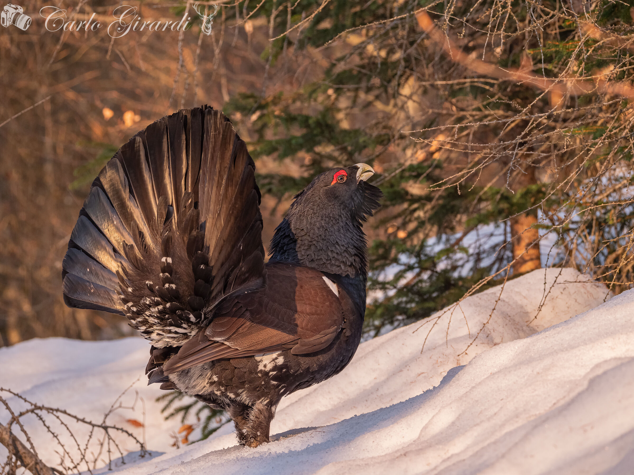 Gallo Cedrone ( Tetrao urogallus)