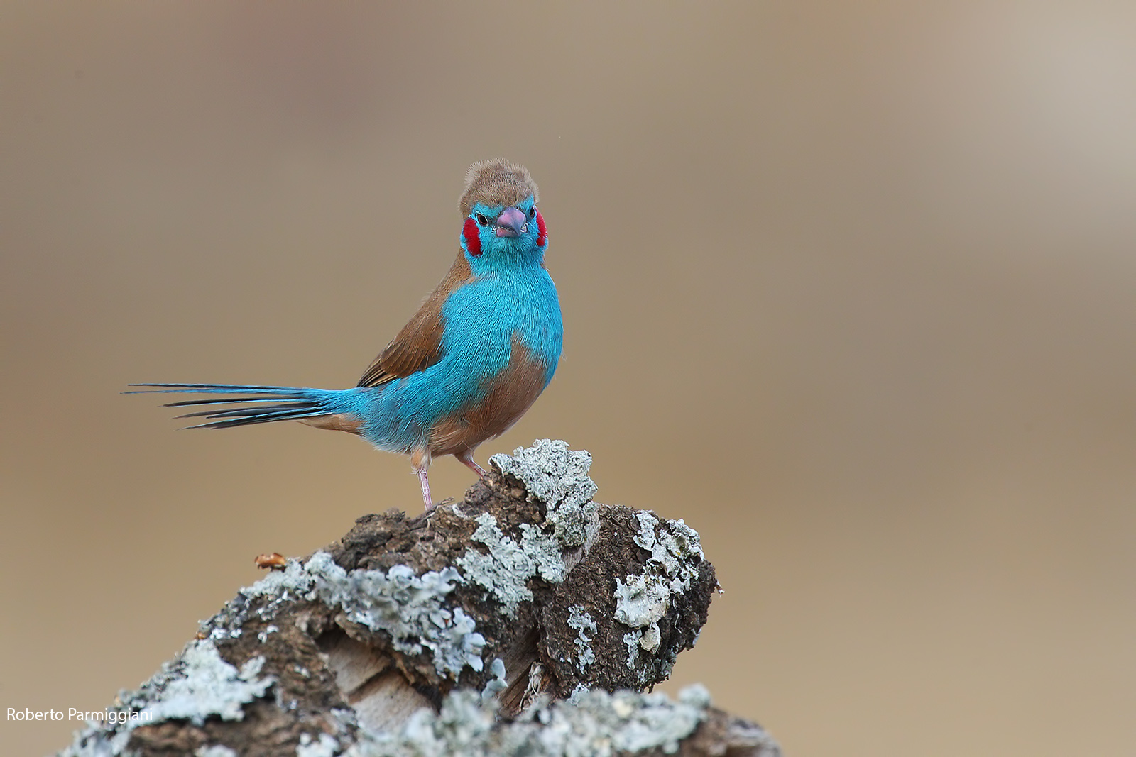 Cordon bleu red cheeks