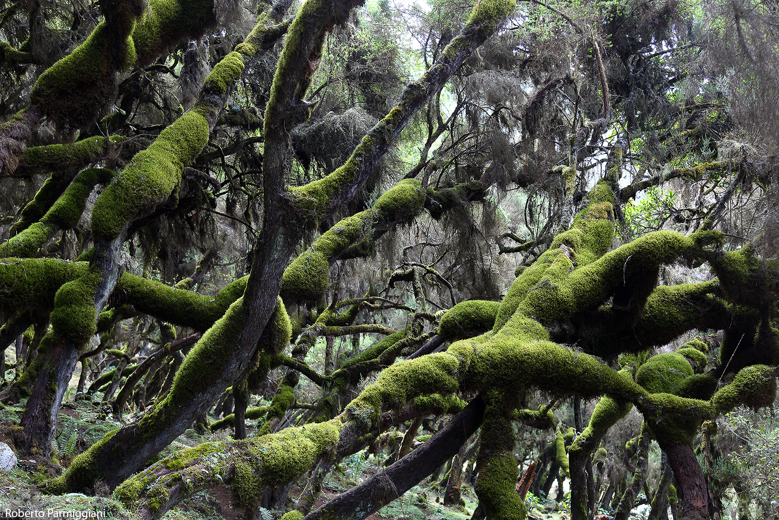 La foresta del mistero