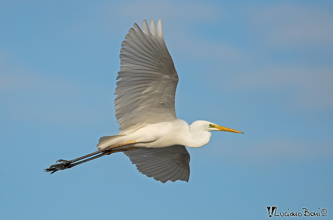 White Heron Major