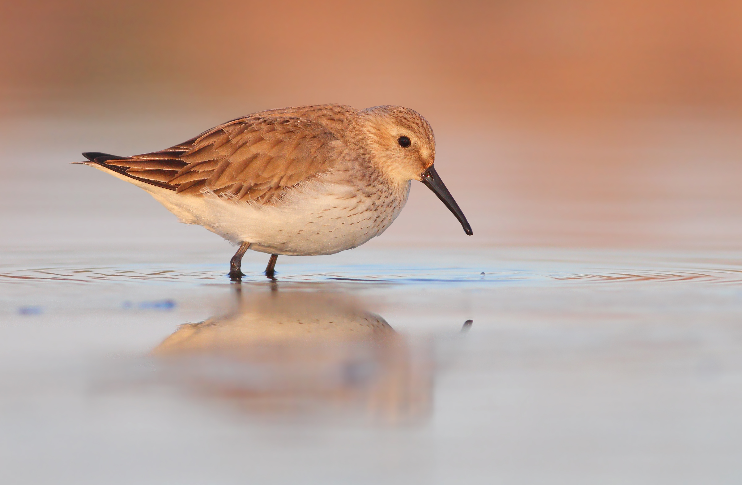 Piovanello pancianera