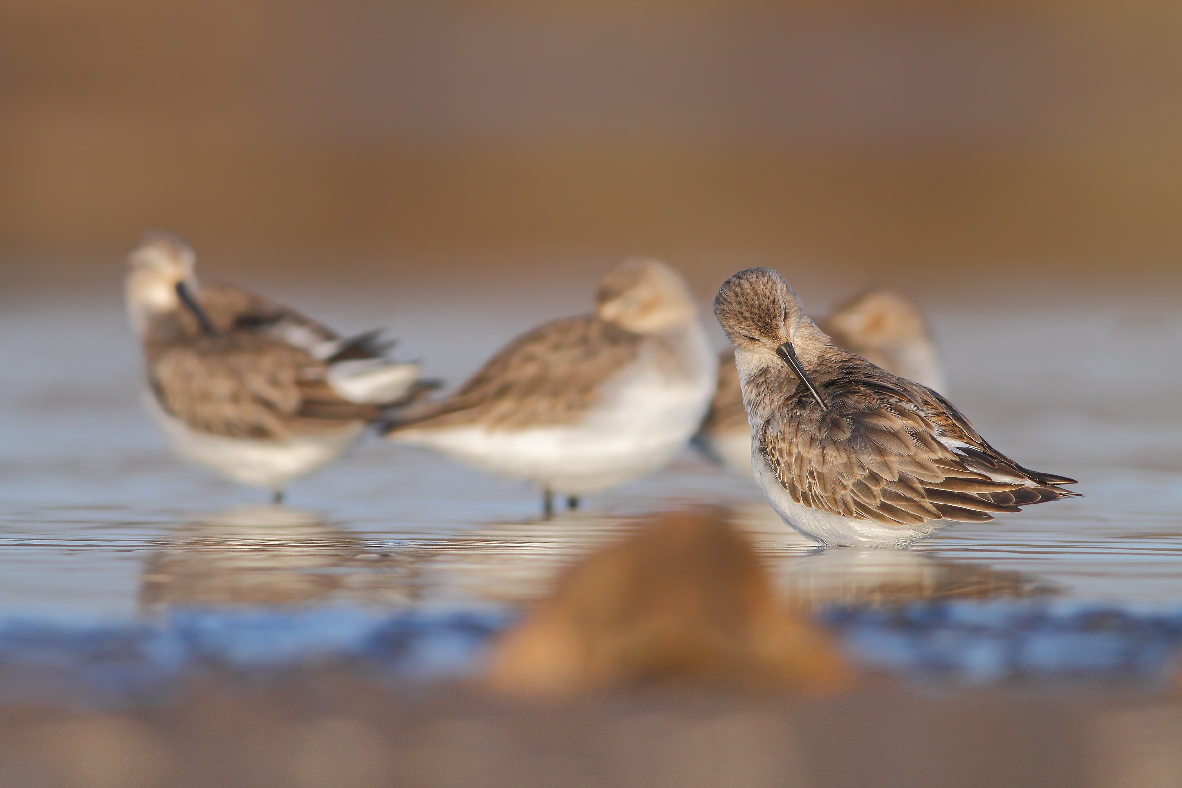 Piovanelli pancianera