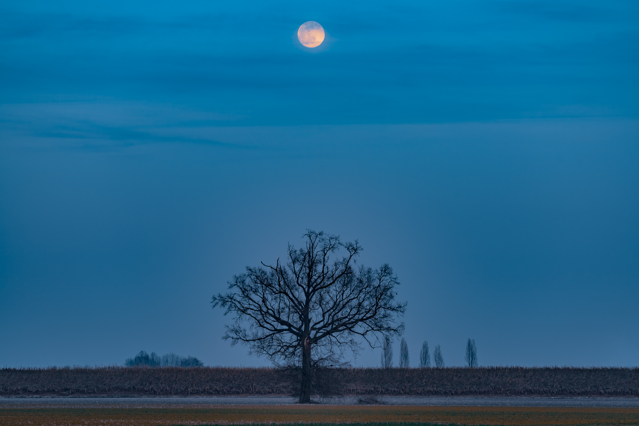 The Moon and the Tree