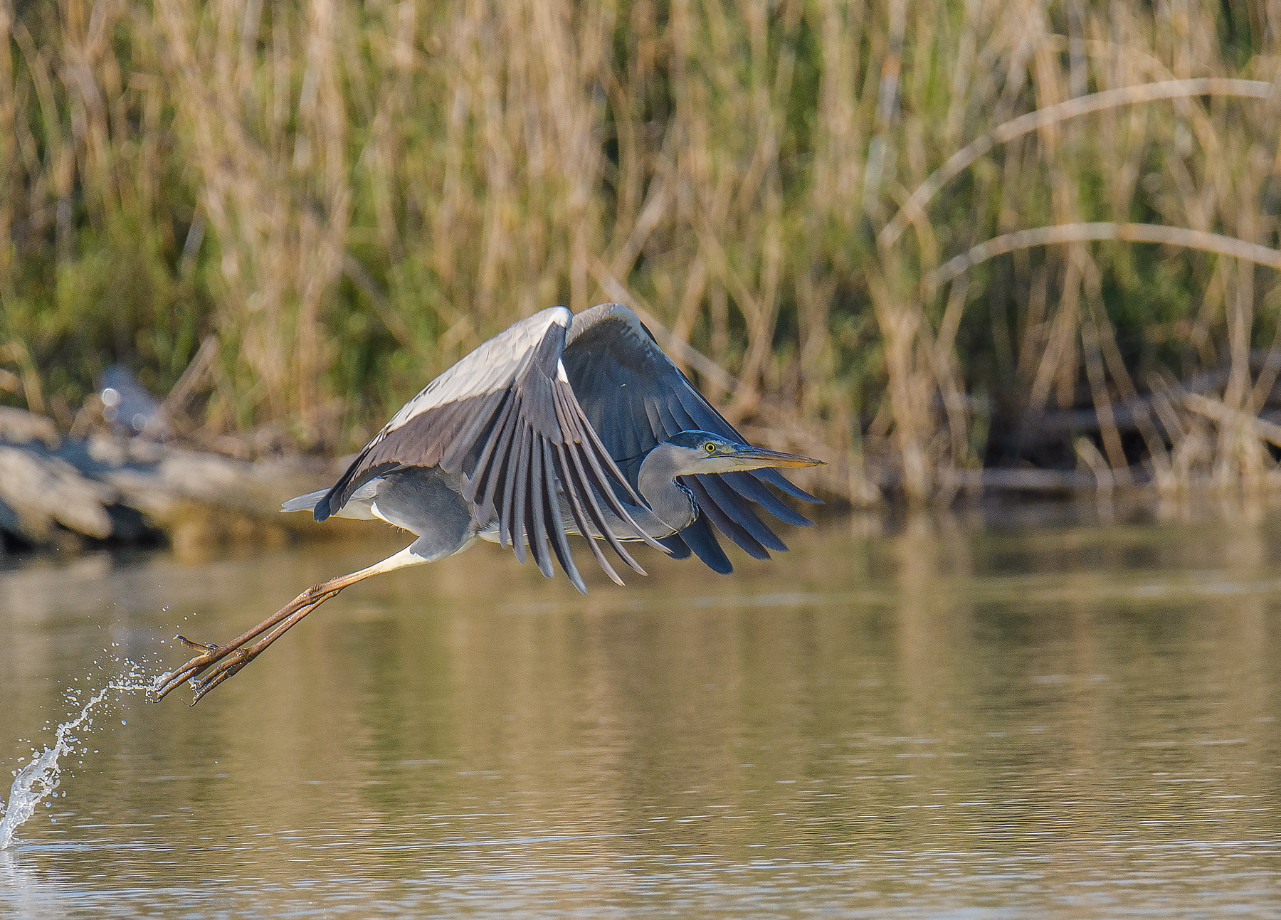 Ash heron