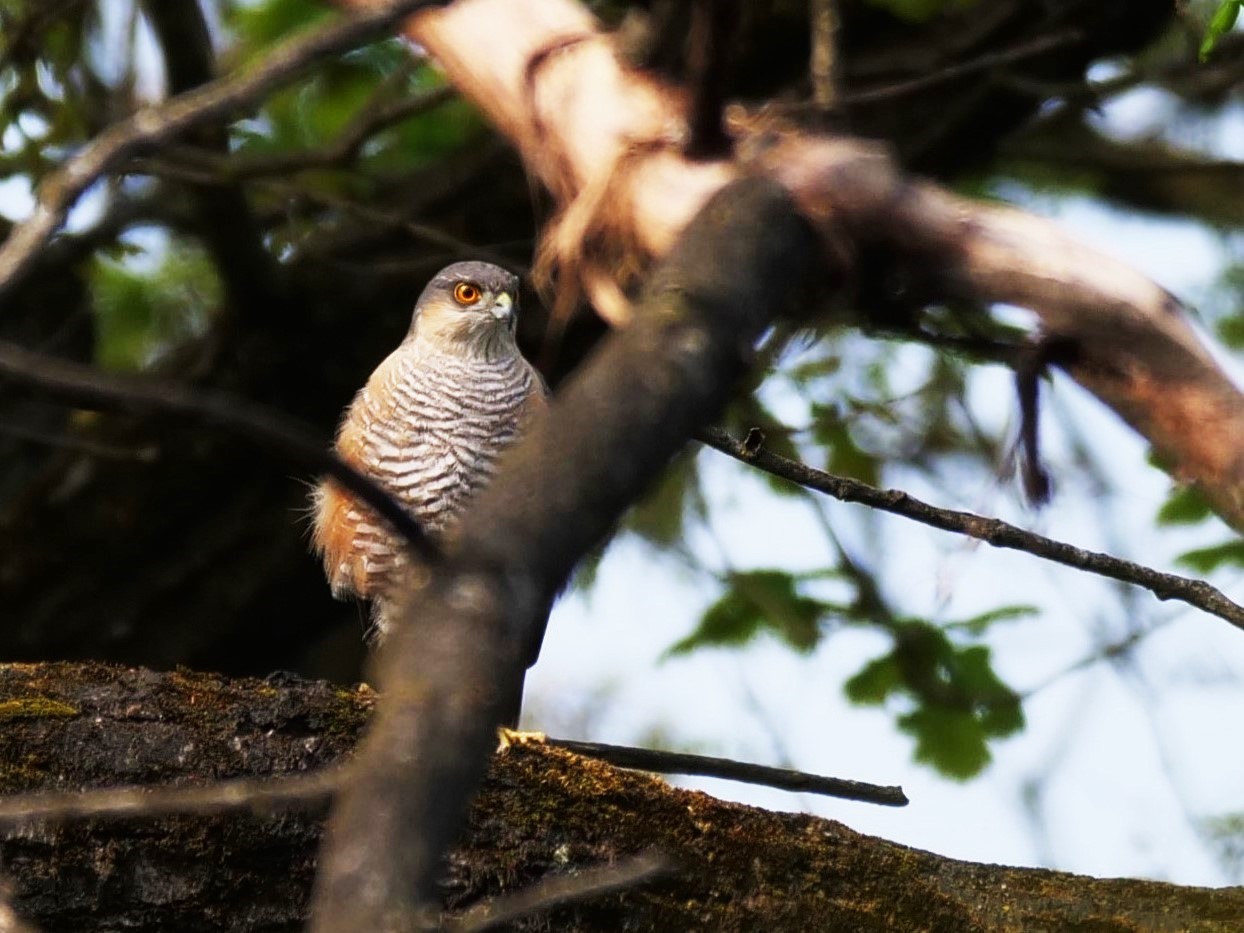 Sparviere (Accipiter nisus)