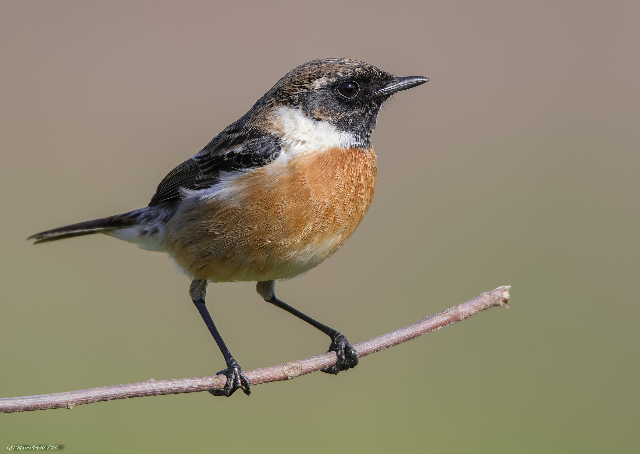 Saltimpalo (Saxicola torquatus)