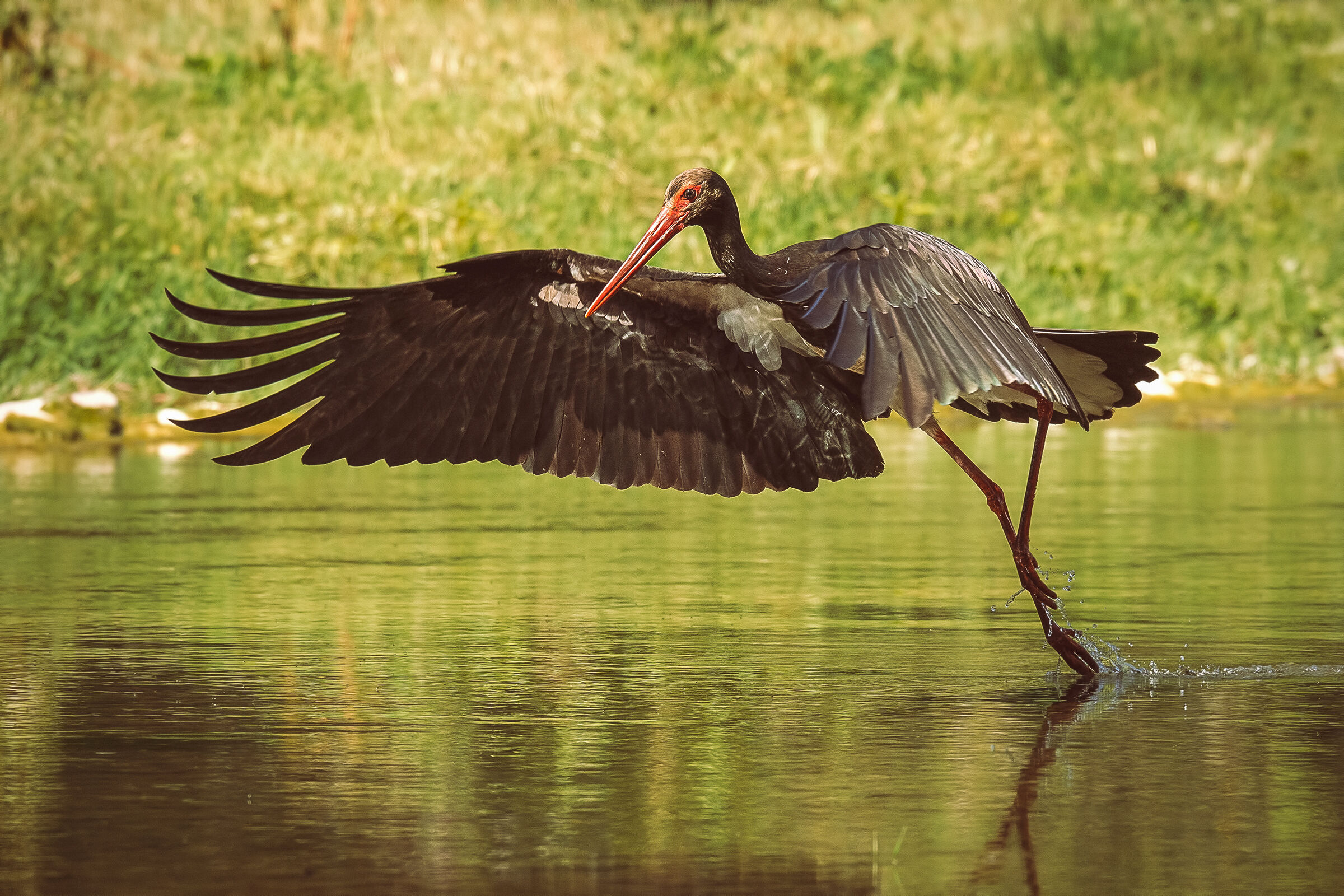 Black stork