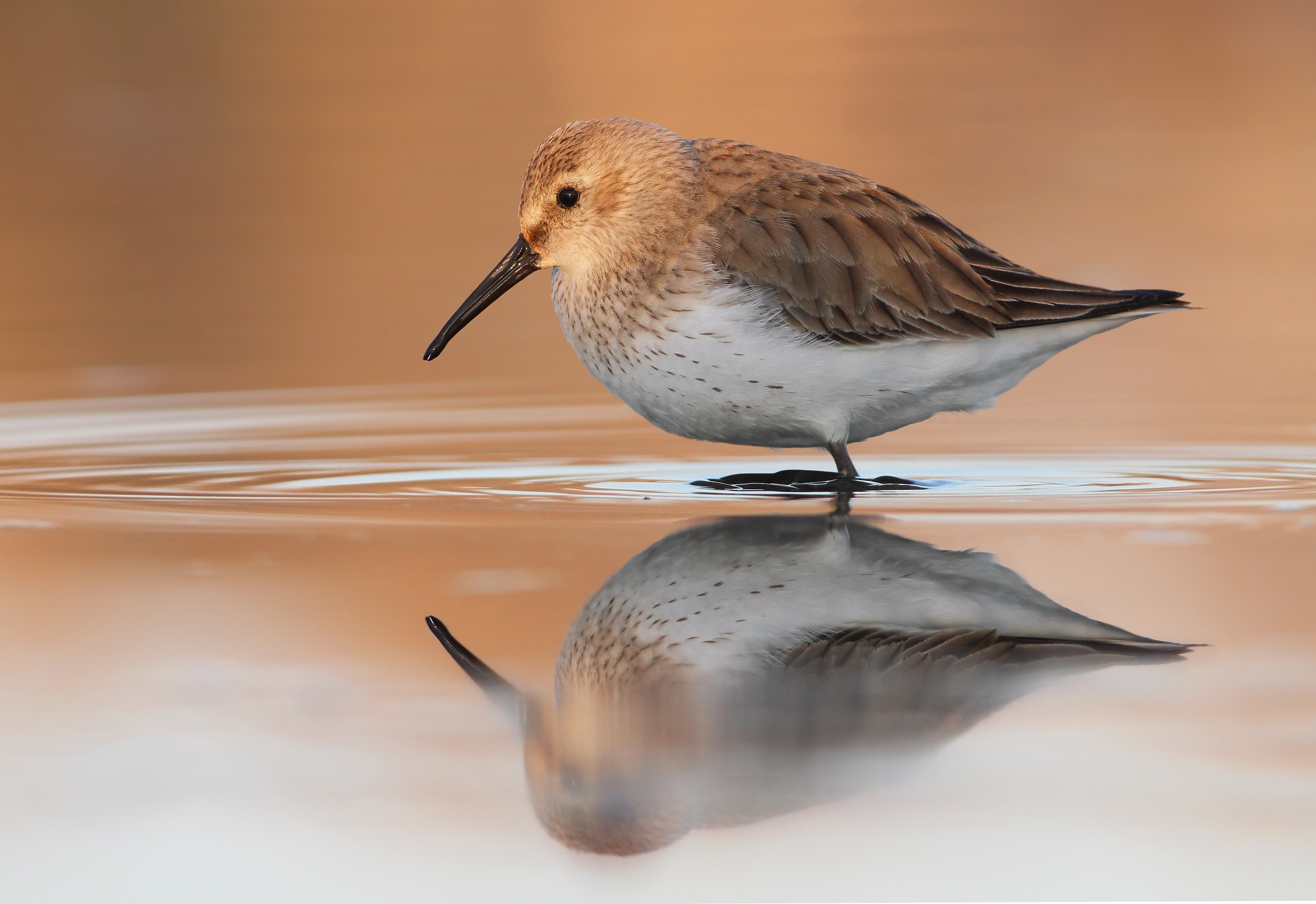 Piovanello pancianera