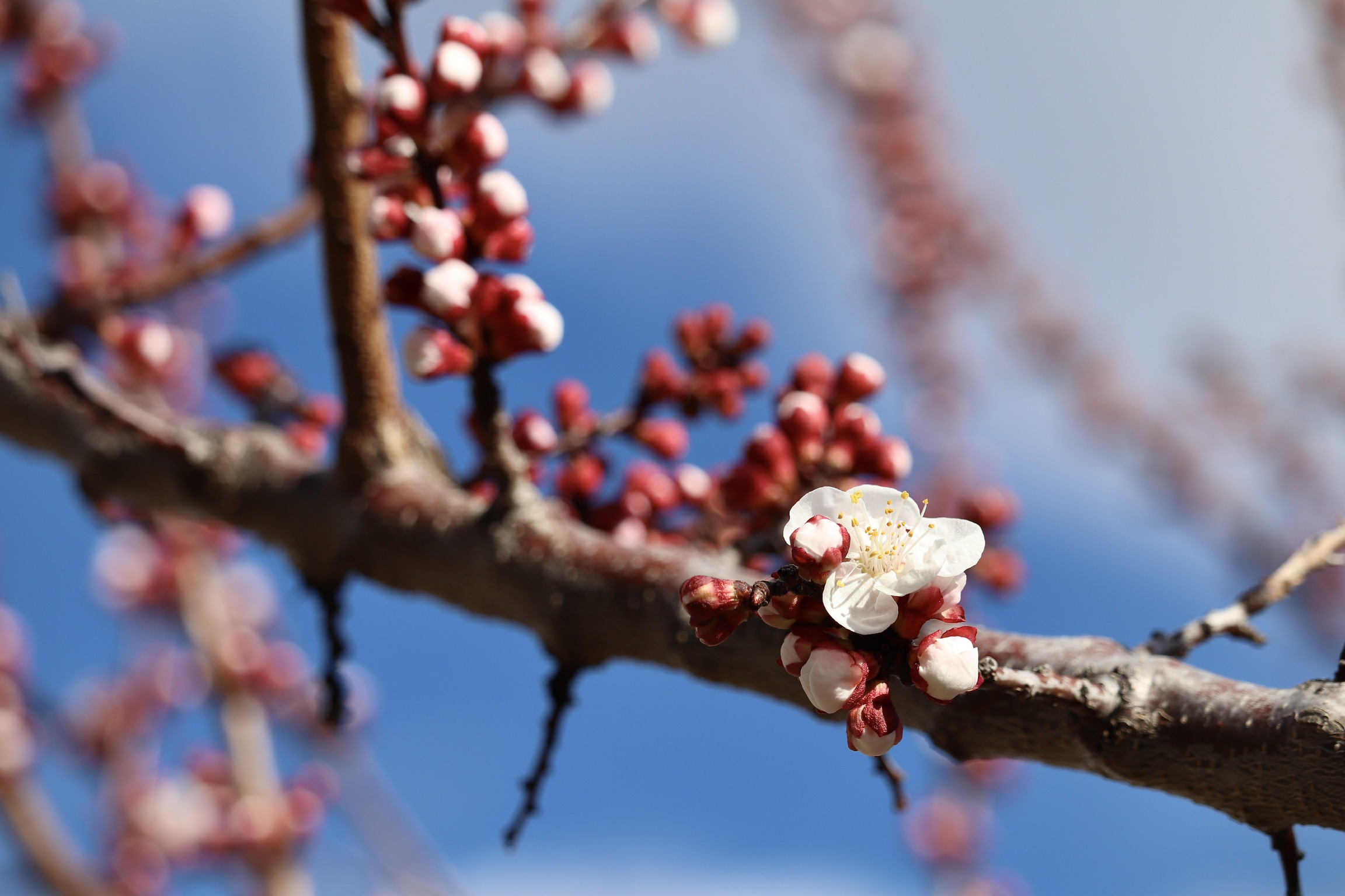 Anticipo di Primavera