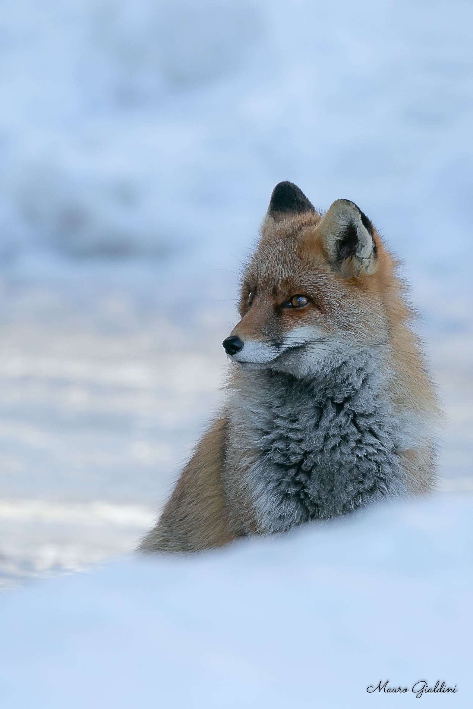 A fresh fresh fox