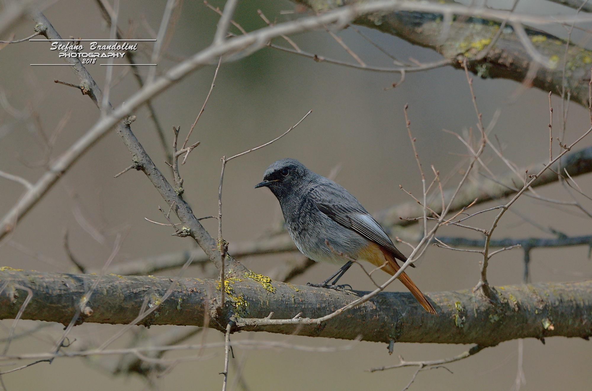 Codirosso spazzacamino