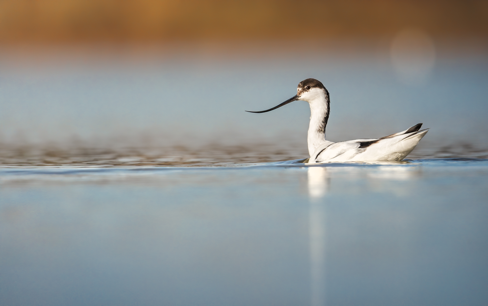 Avocetta