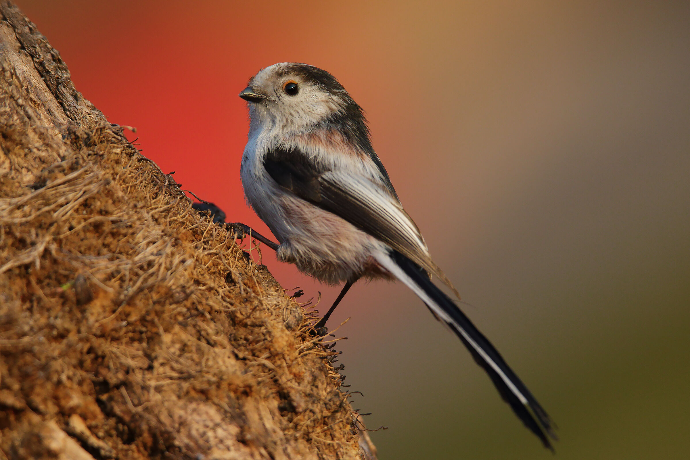 "Italian" codibugnolo