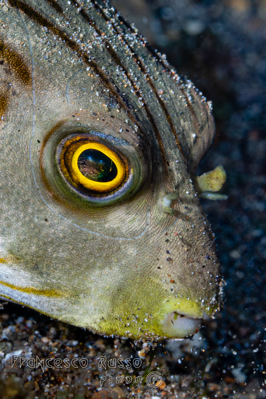Ballfish