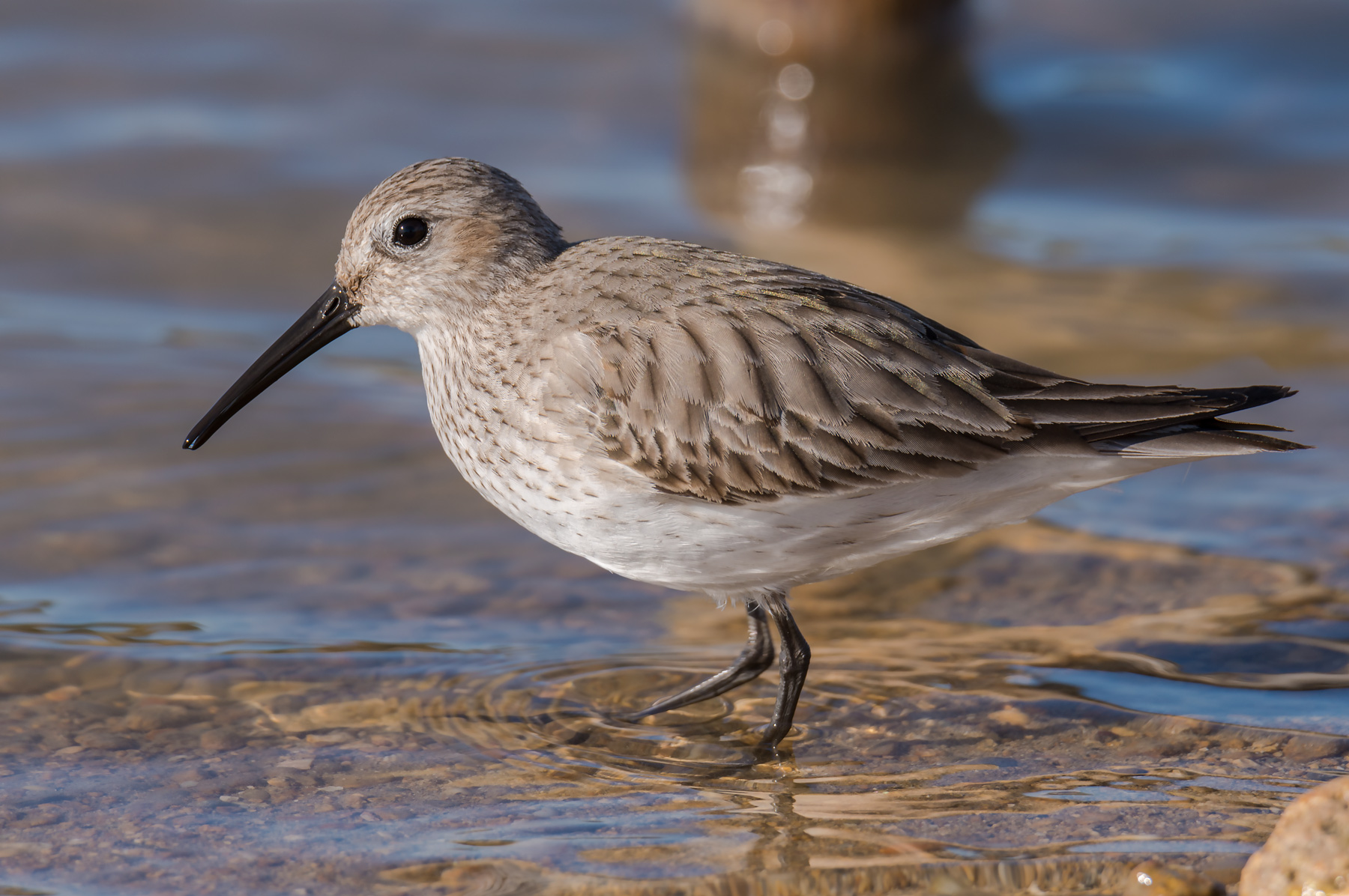 Black-bellied raincoat