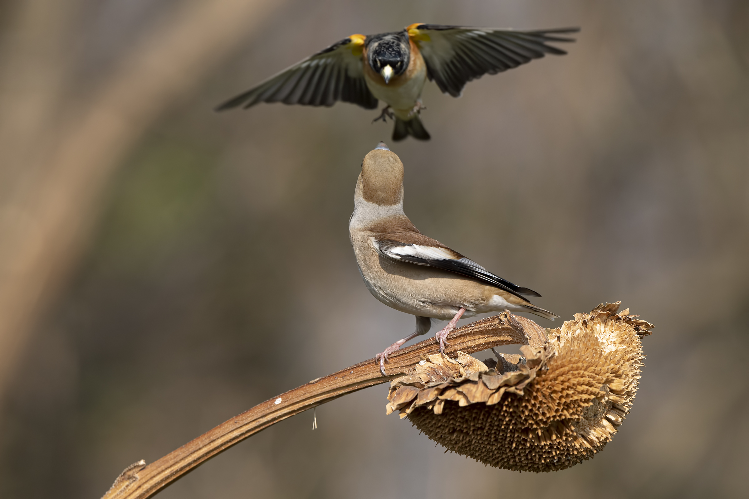 litigio Peppola Frosone