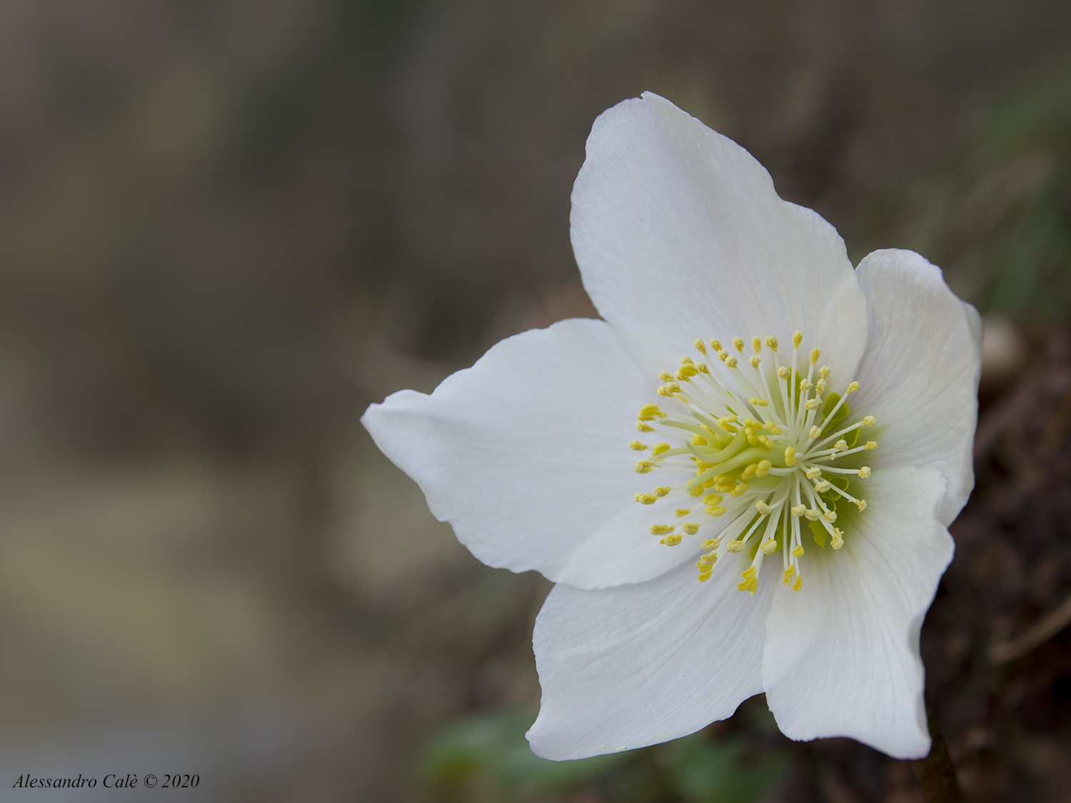 Helleborus Niger (Rosa di Natale) 4760