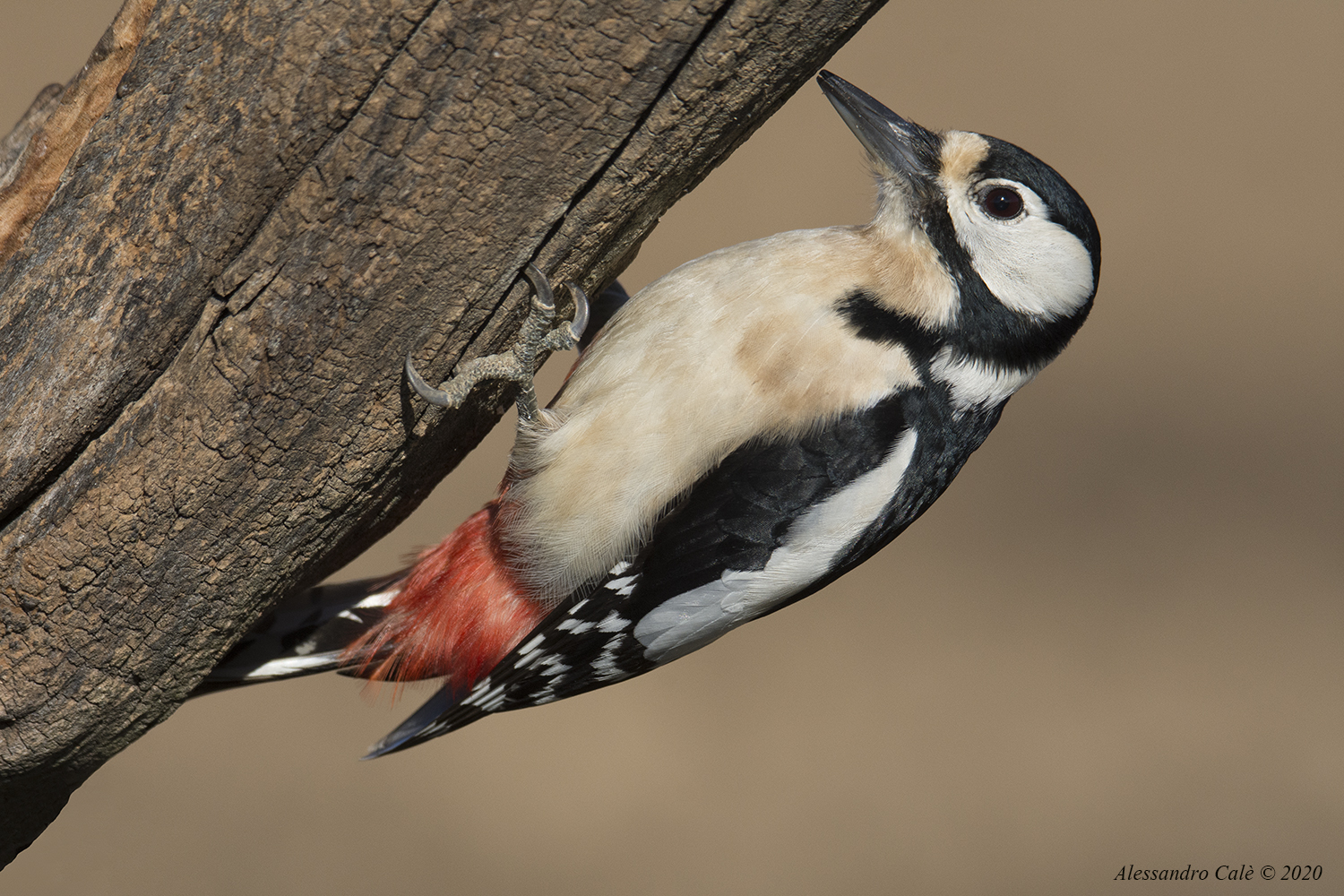 Dendrocopos maior (Picchio rosso maggiore)  F 6002