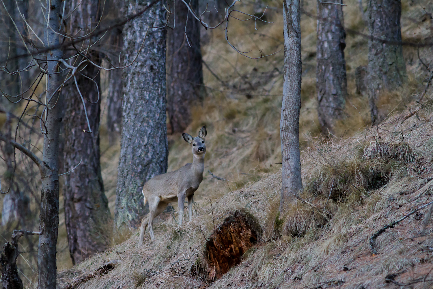 Capriolo nel bosco