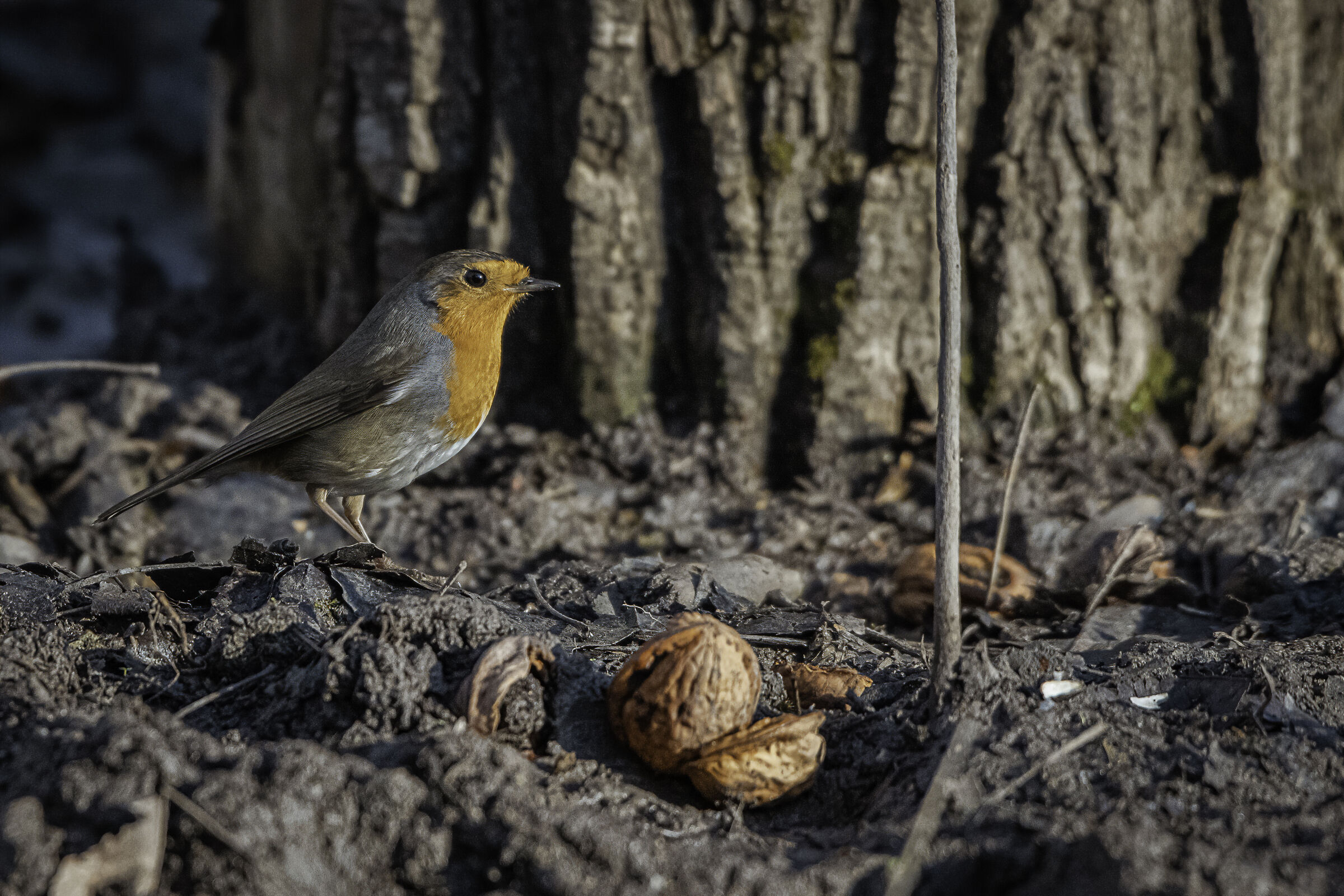 Il pettirosso e le noci