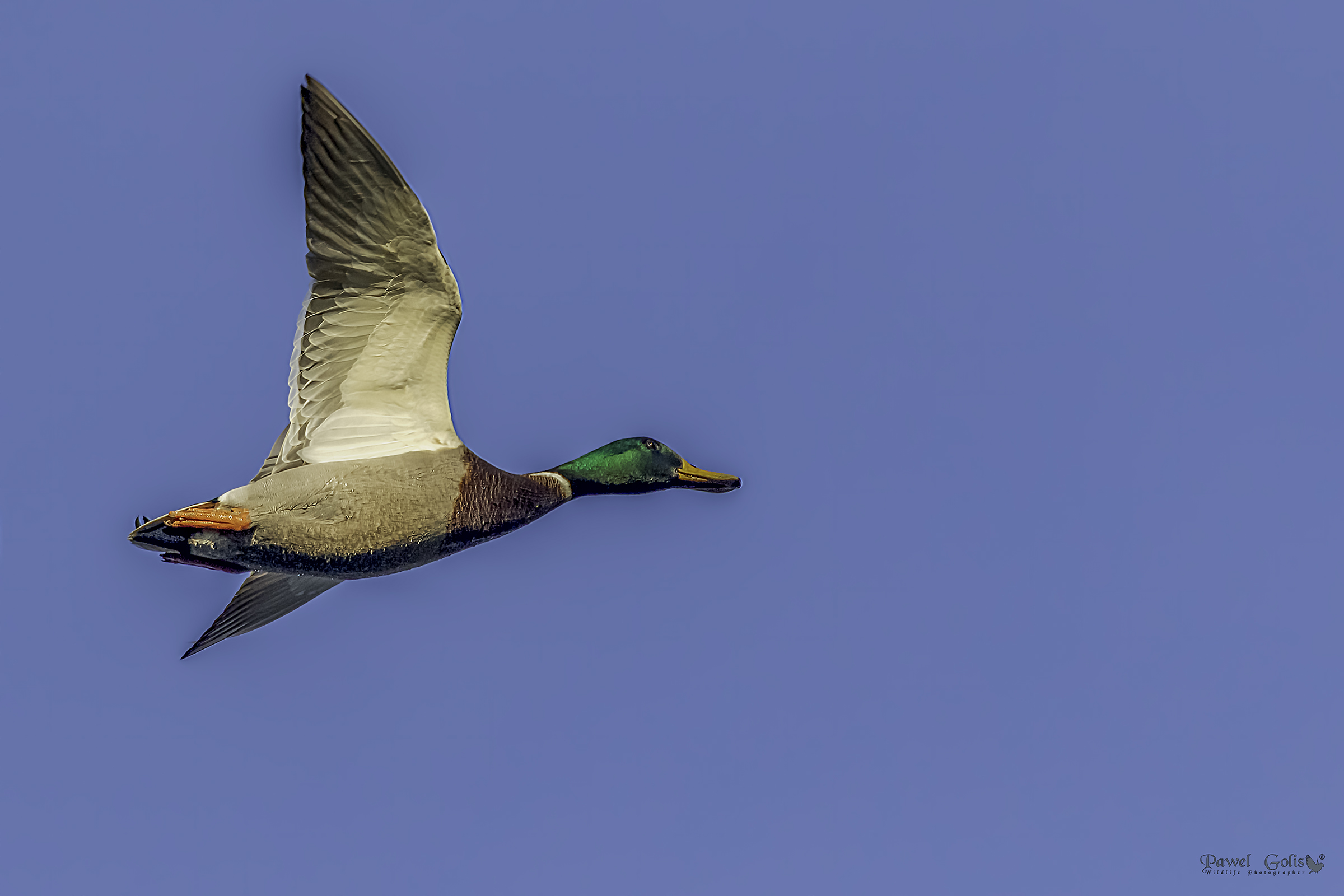 Il germano reale (Anas platyrhynchos)