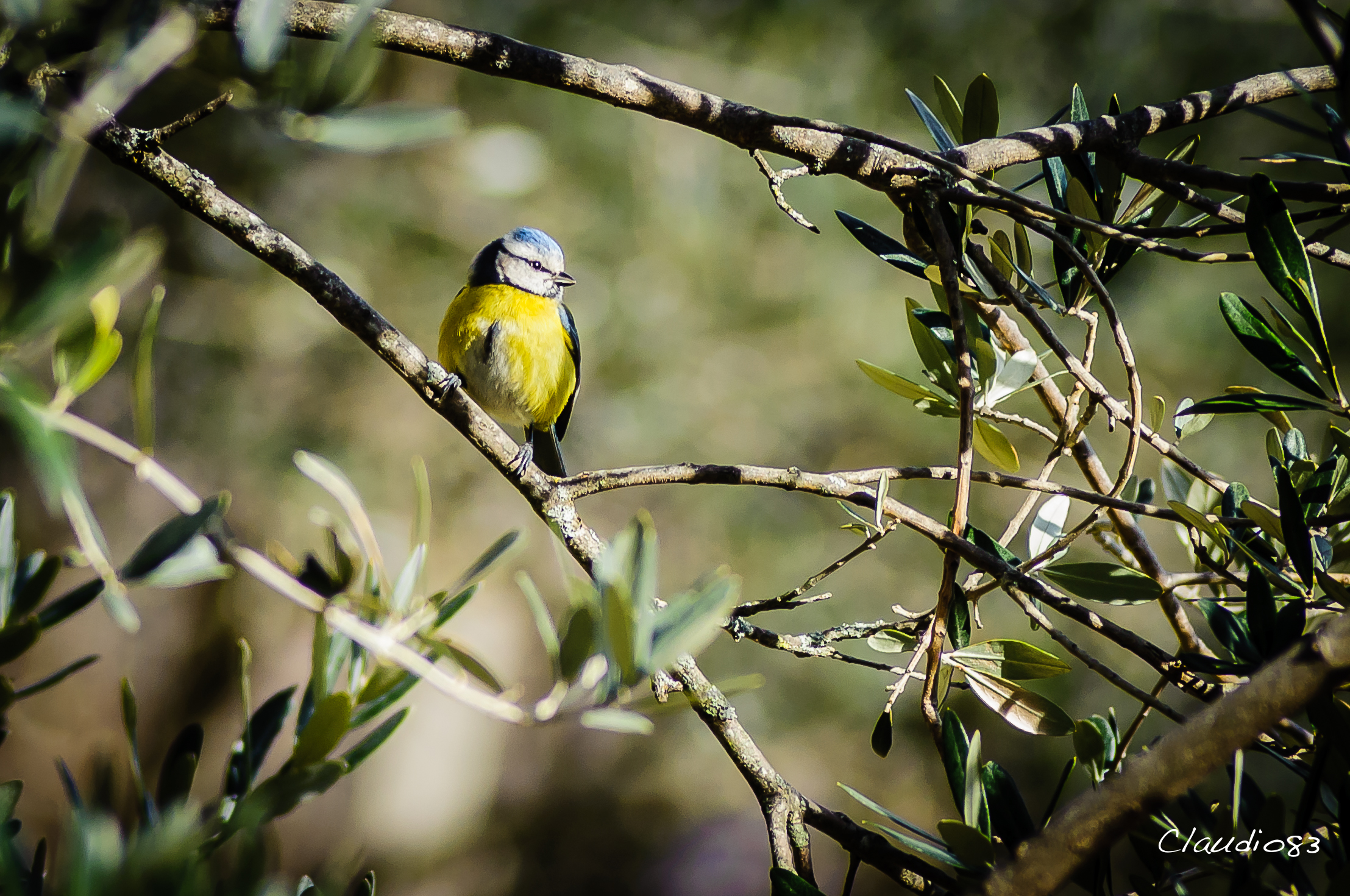 Cinciarella fra gli olivi...