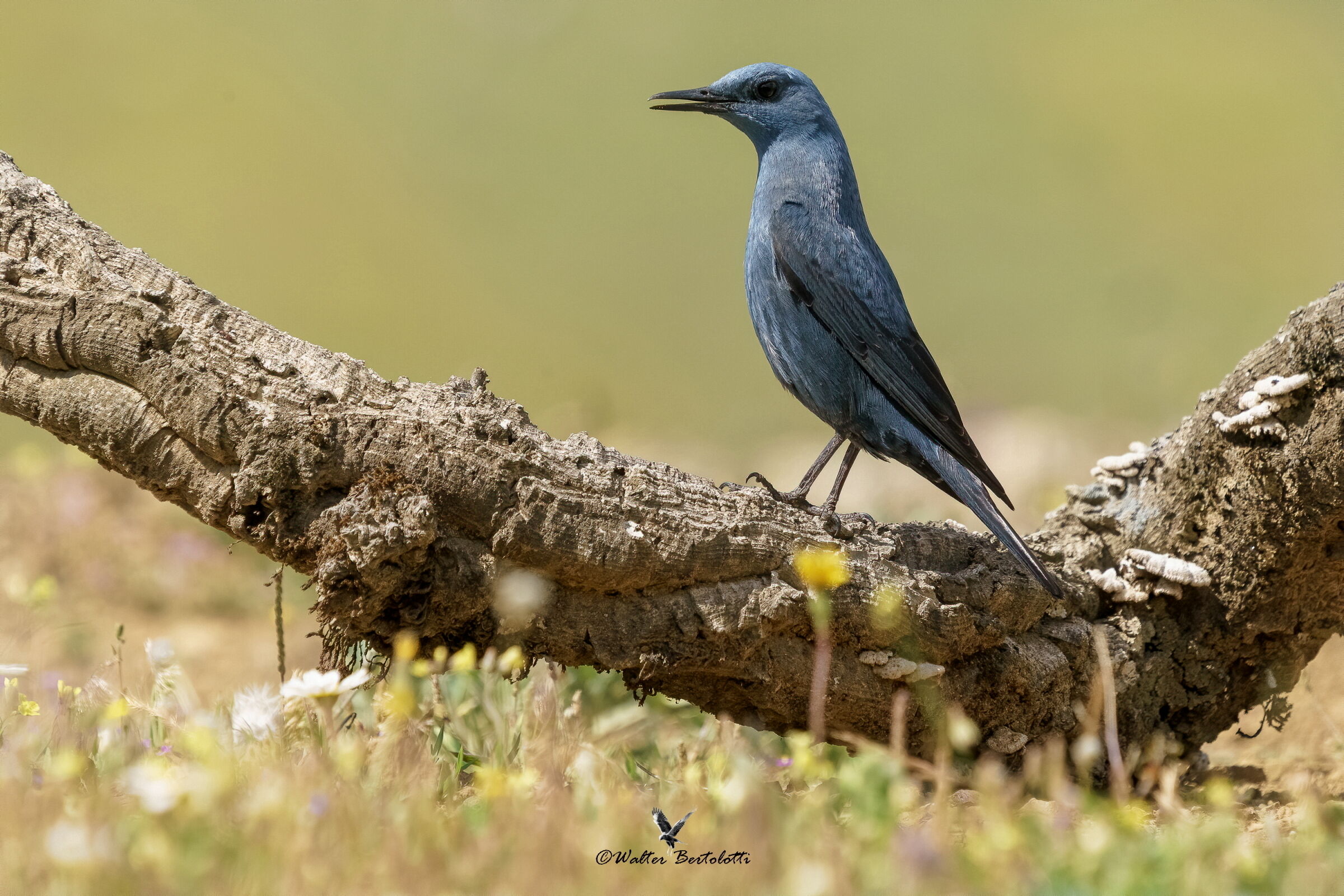 il canto del solitario