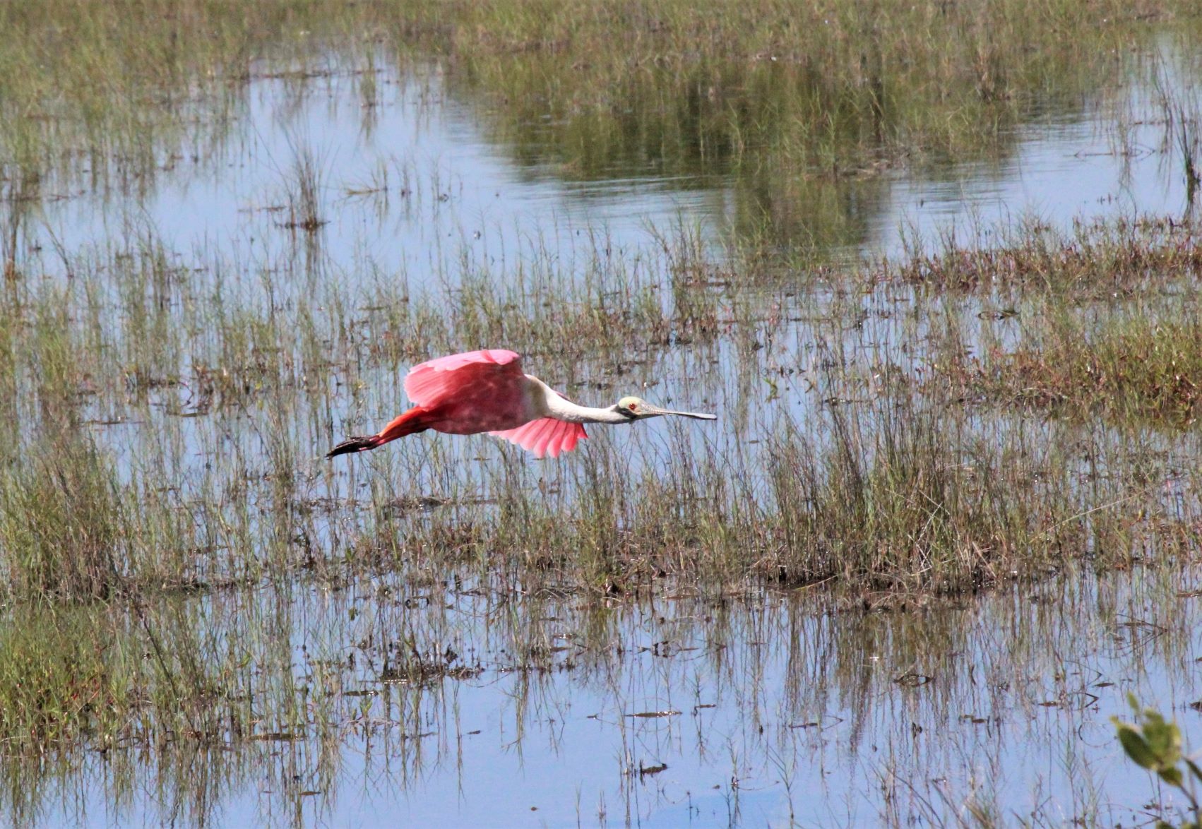 Flying over the Everglades