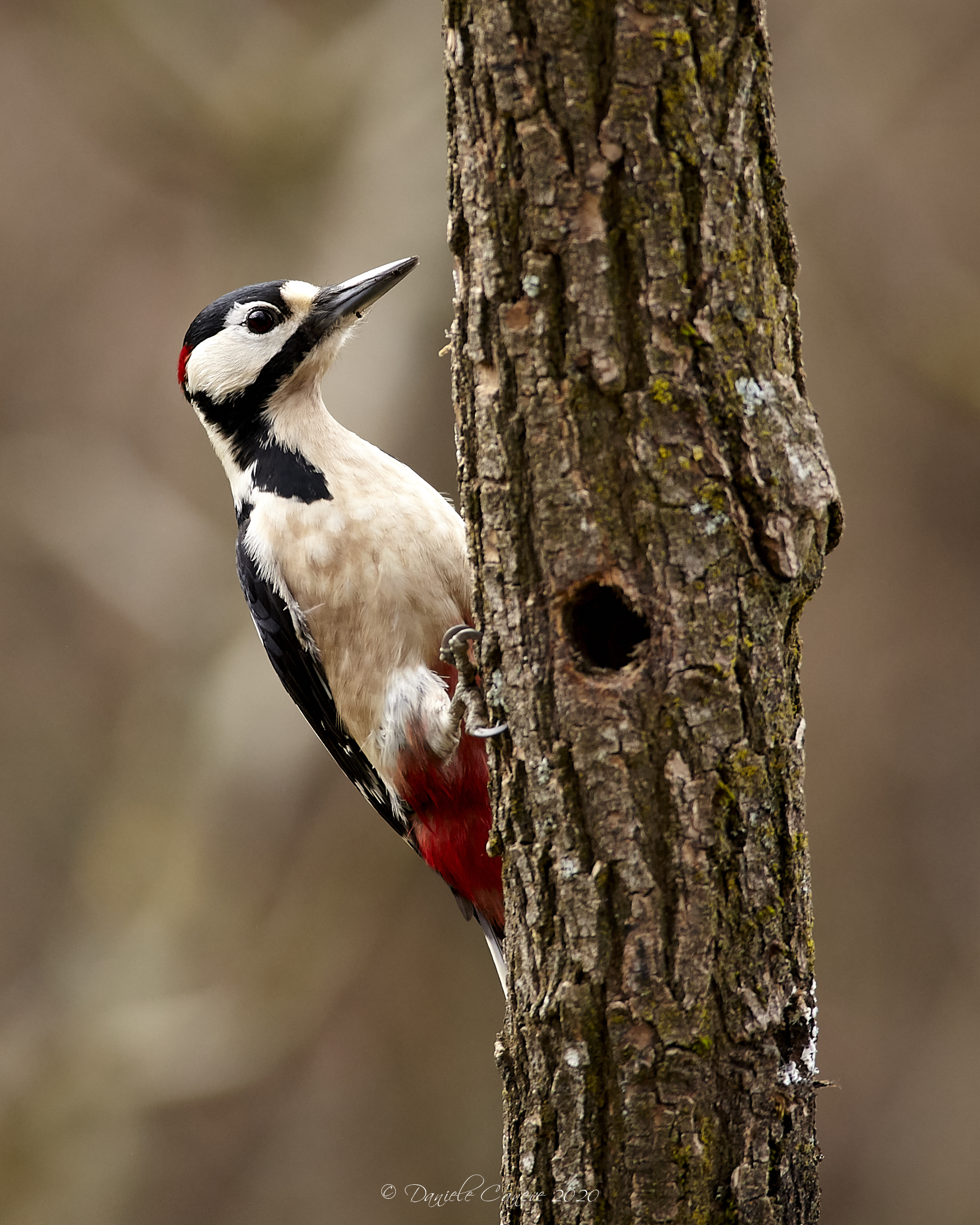Male red woodpecker
