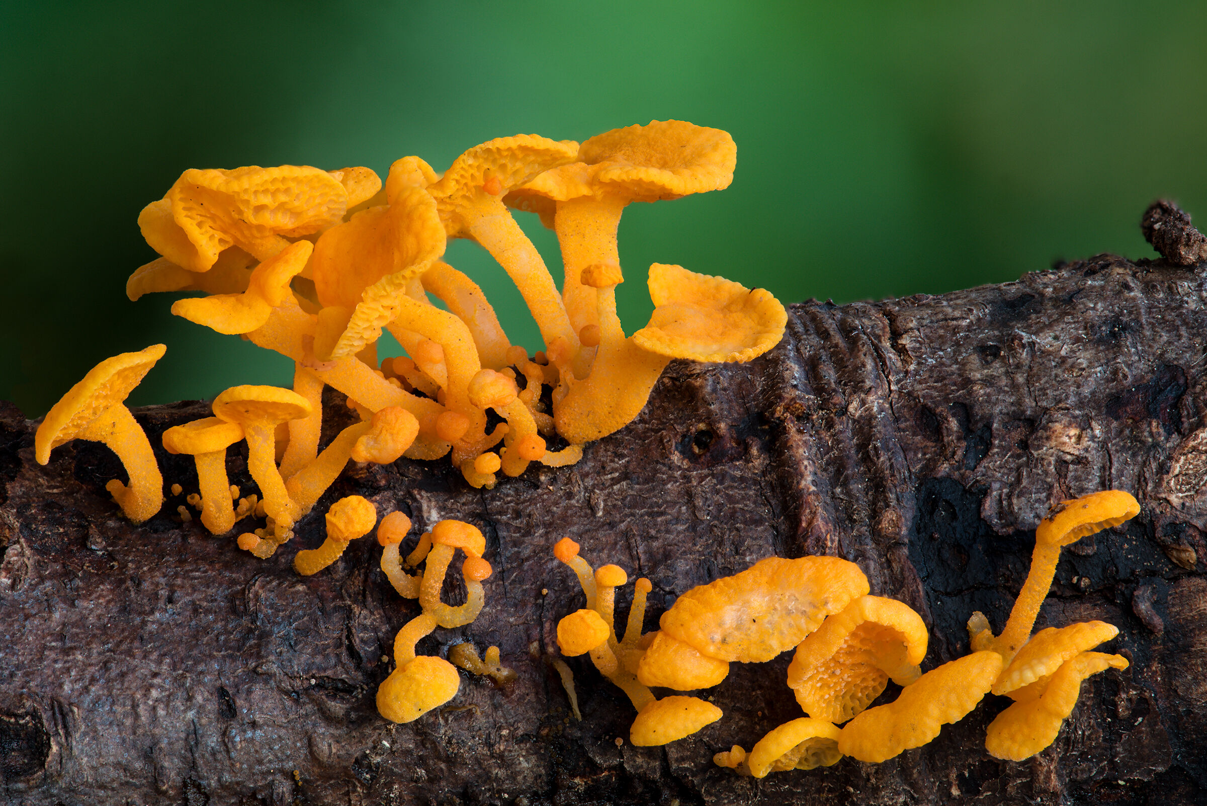 Favolaschia calogera.