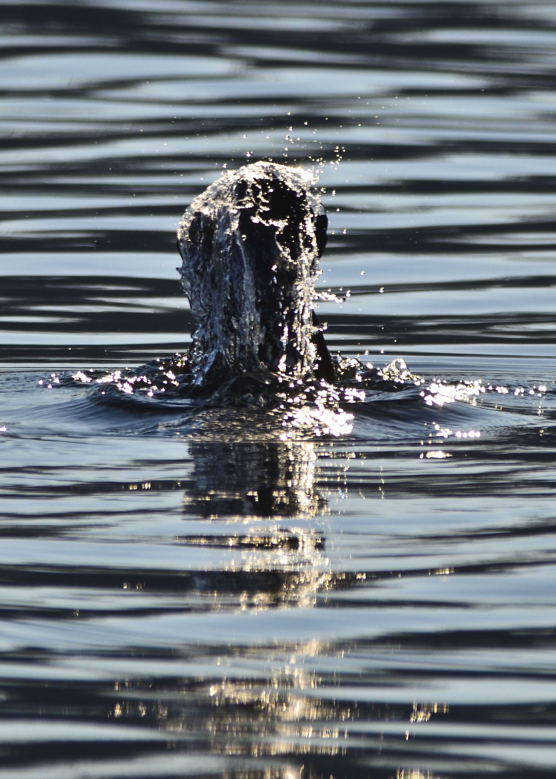 Cormorano che si immerge