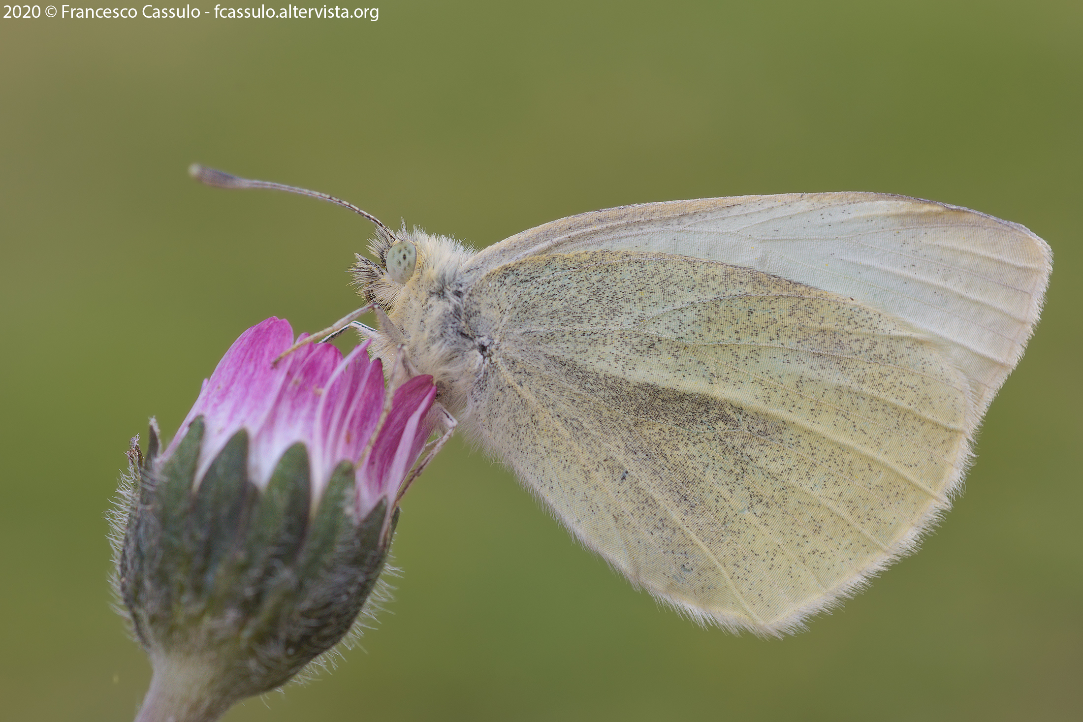Pieris rapae (Linnaeus, 1758)