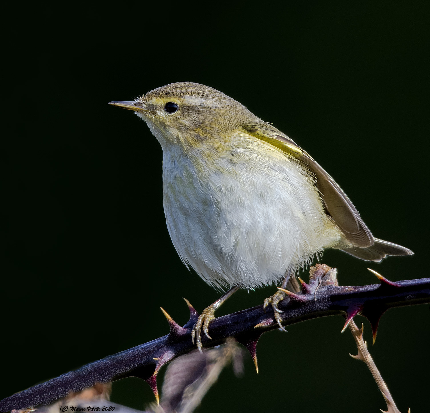 Luì Piccolo (Phylloscopus collybita)