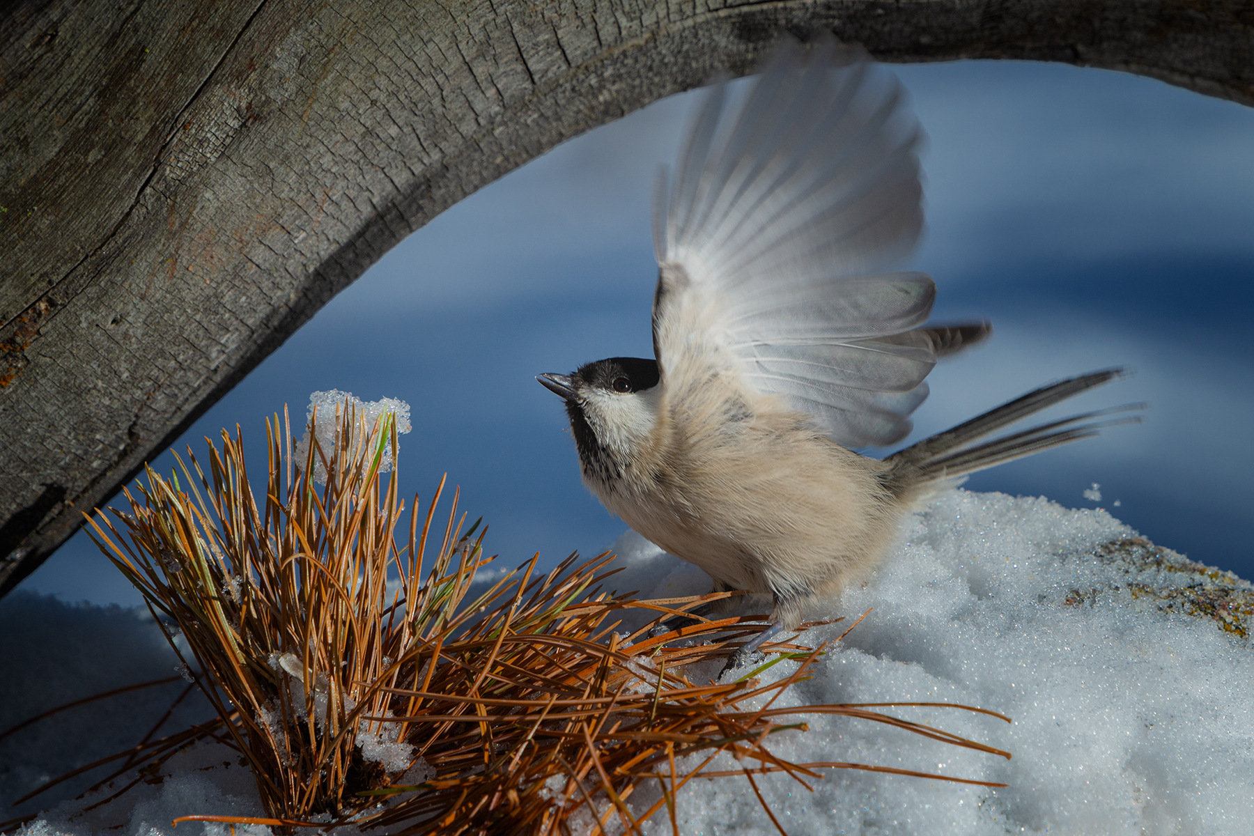 Wing up