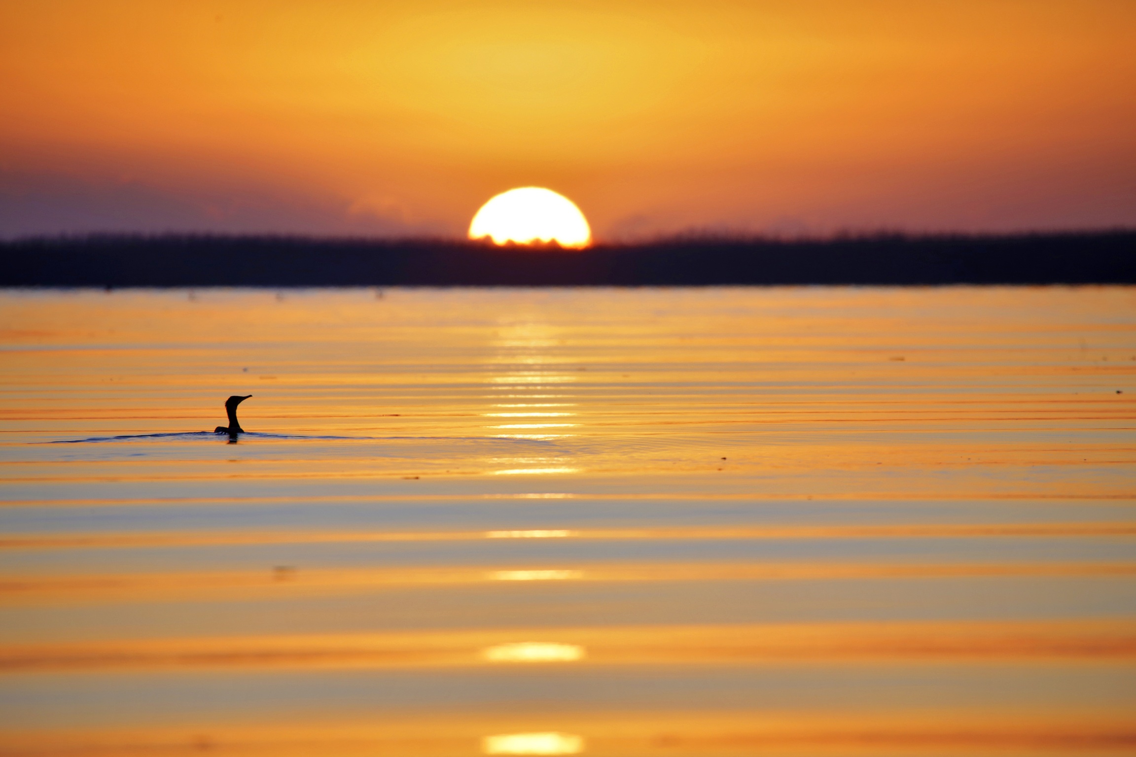 Cormorano...all'alba